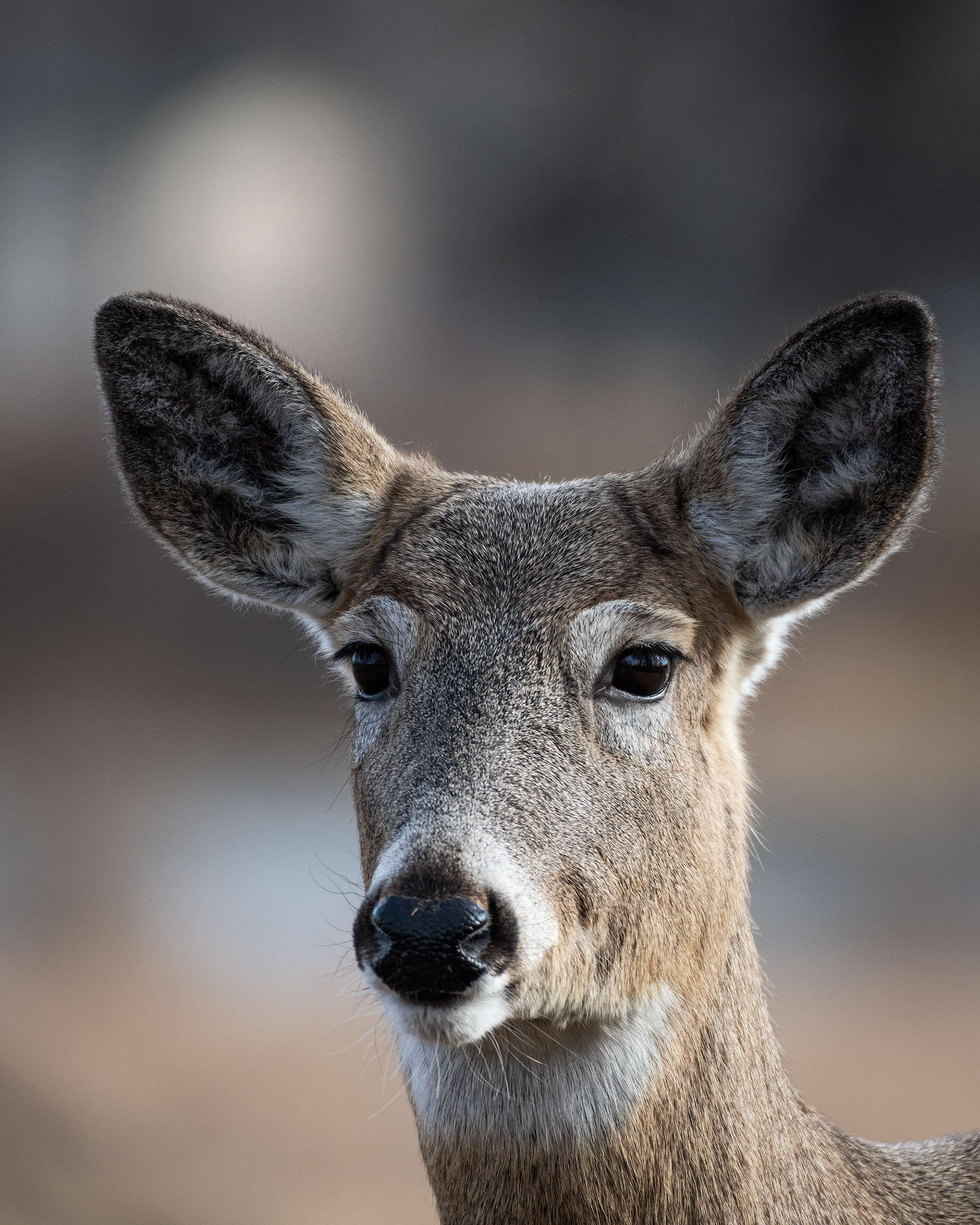 Mule Deer, Inglewood Bird Sanctuary, Calgary, AB