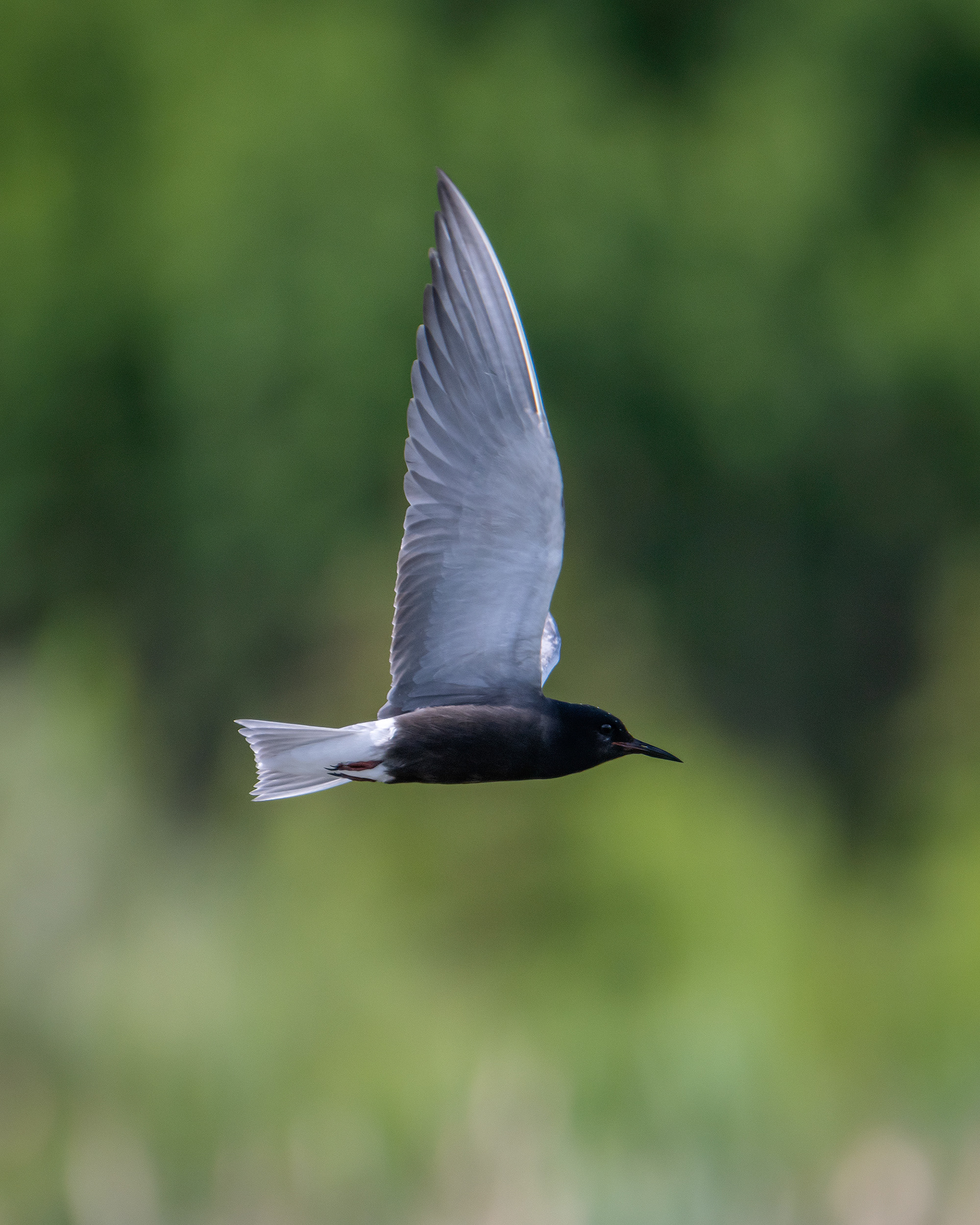 Black Tern (in flight), Marshall Springs ponds, Fish Creek Provincial Park, Calgary, AB