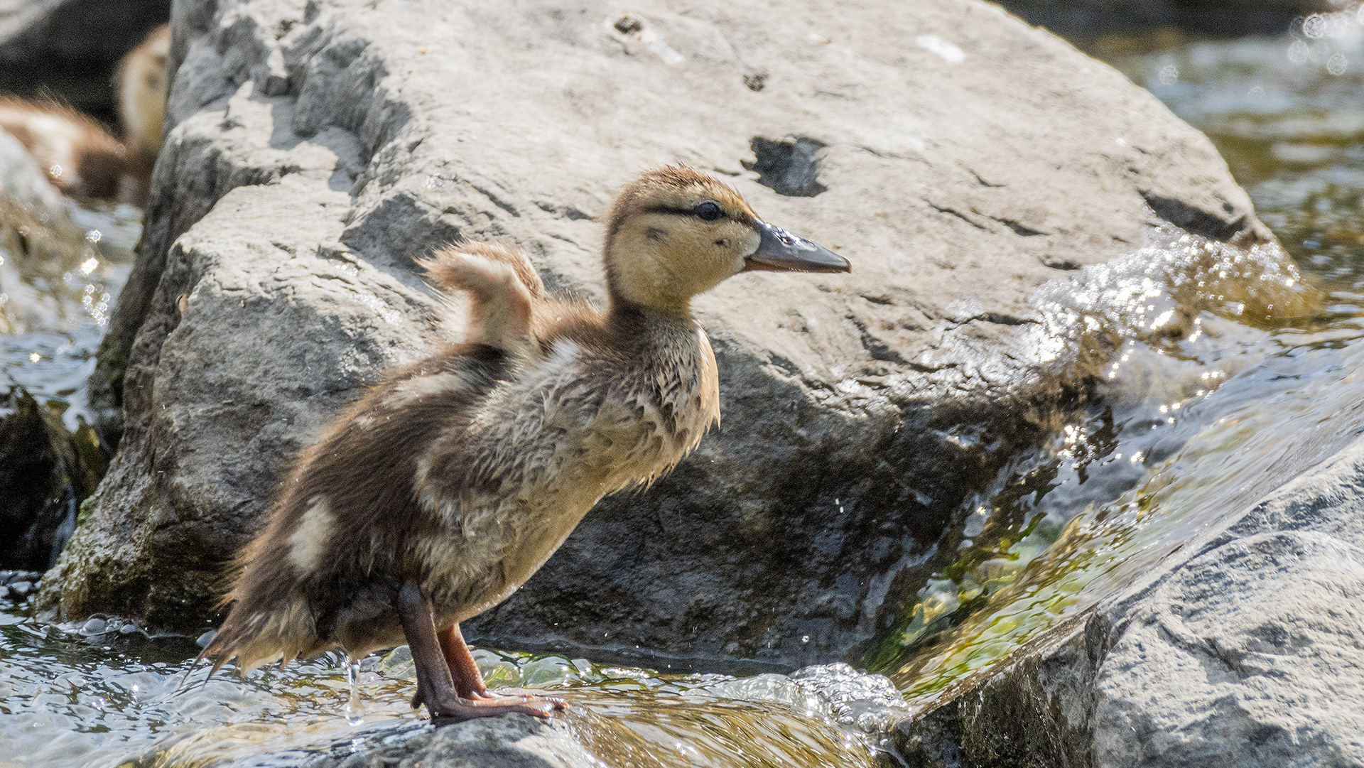 Mallard Duckling near the Marshall Springs ponds in Fish Creek Provincial Park, Calgary, Alberta