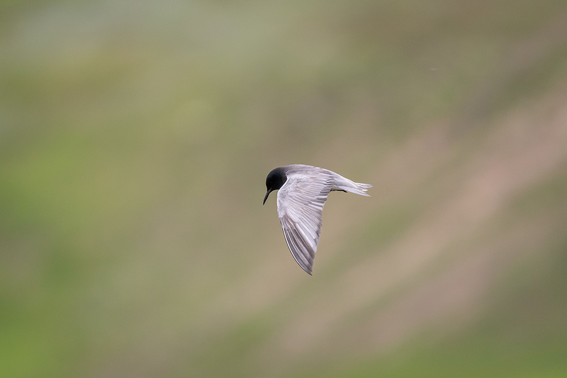 Black Tern (in flight), Marshall Springs ponds, Fish Creek Provincial Park, Calgary, AB
