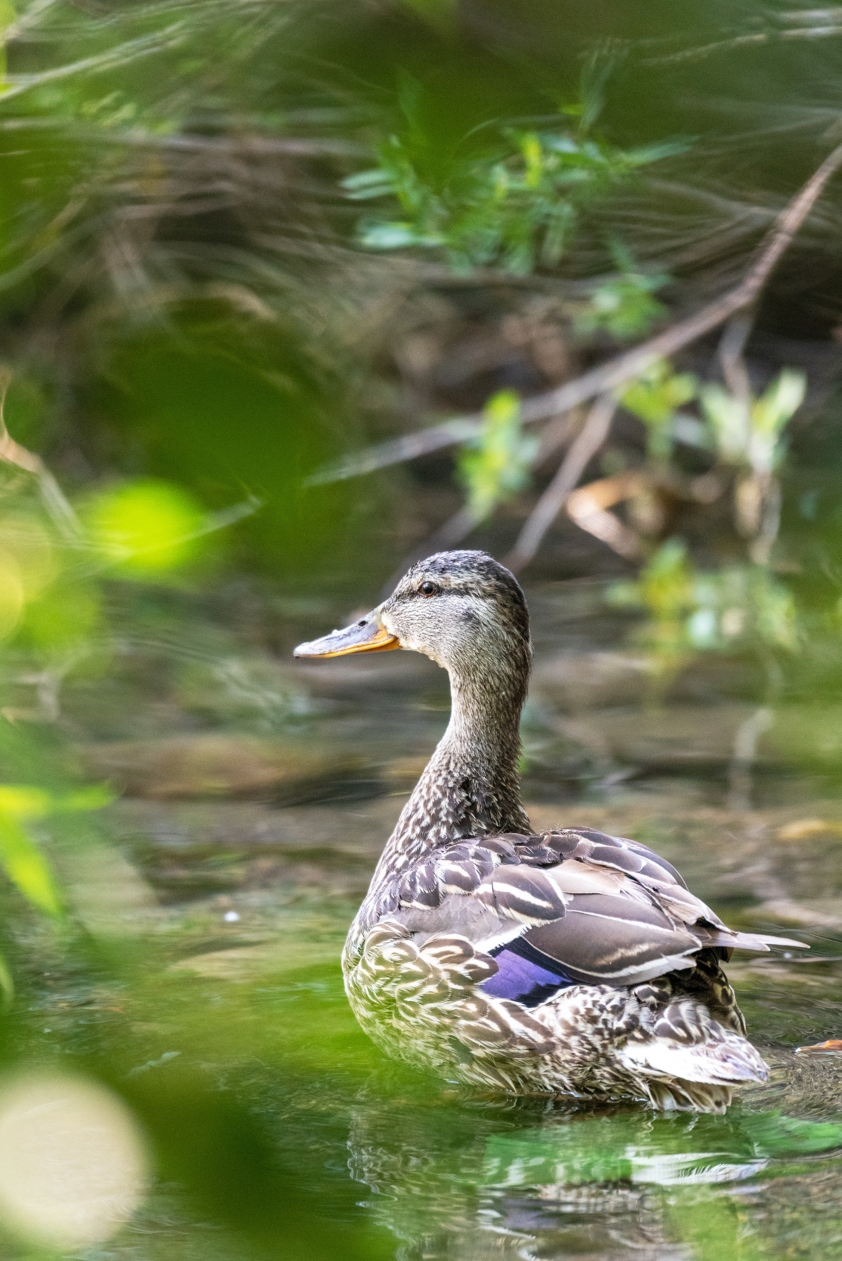 Mallard, Bridlewood Wetlands Park, Calgary, Alberta