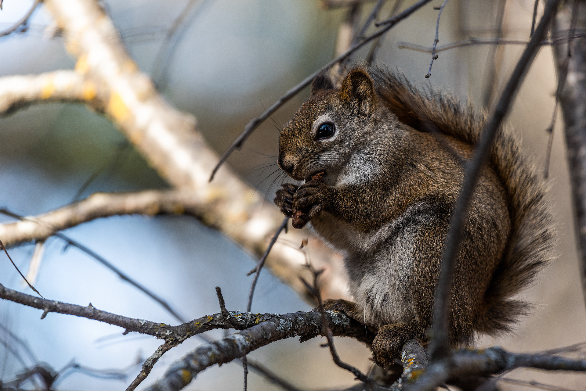 Red Squirrel near Shannon Terrace, Fish Creek Prov. Park, Calgary, AB