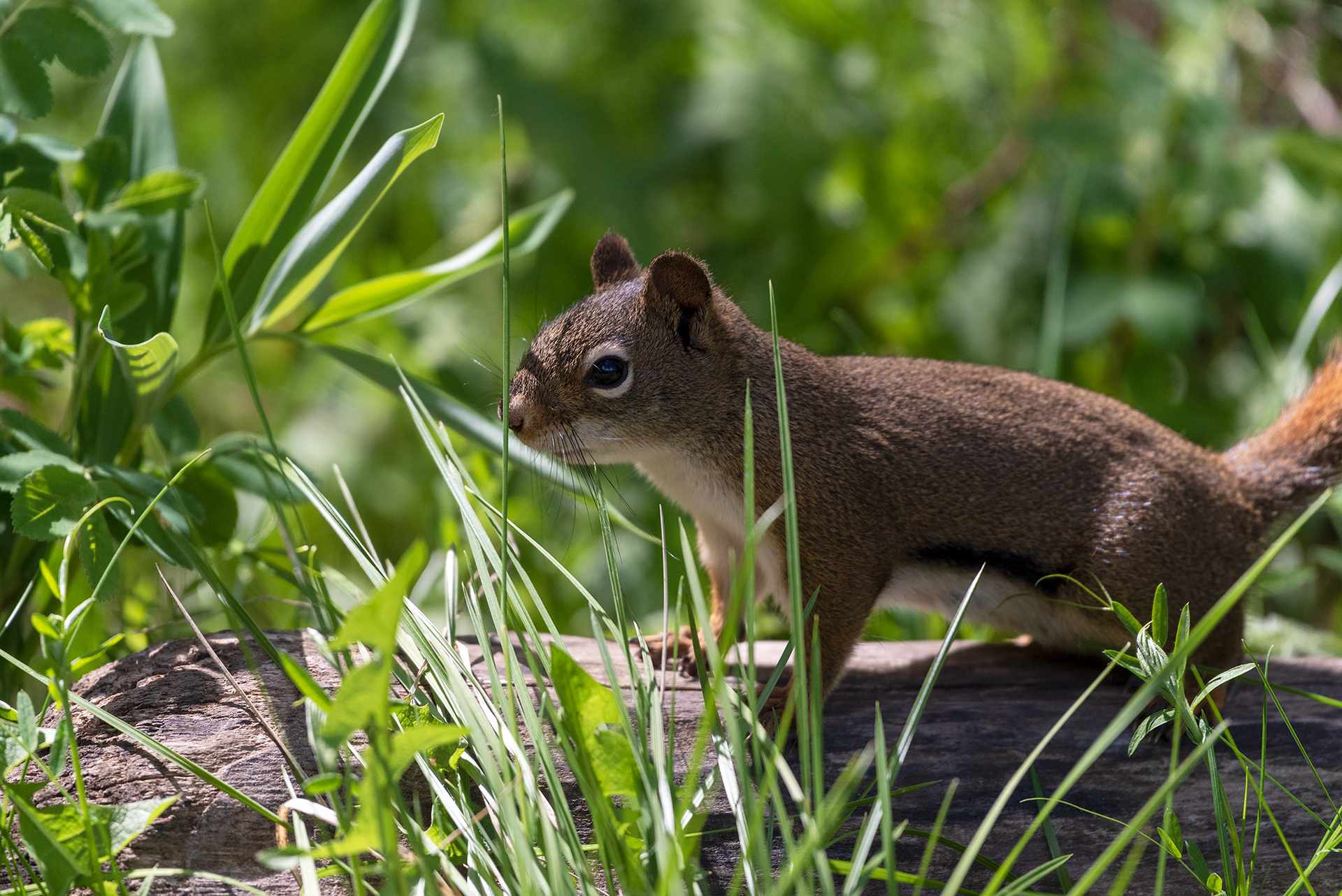 squirrel, Weaselhead Flats, Elbow River, Calgary, Alberta