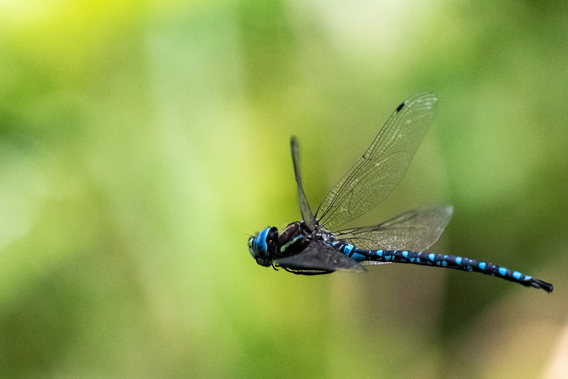 Insect in flight