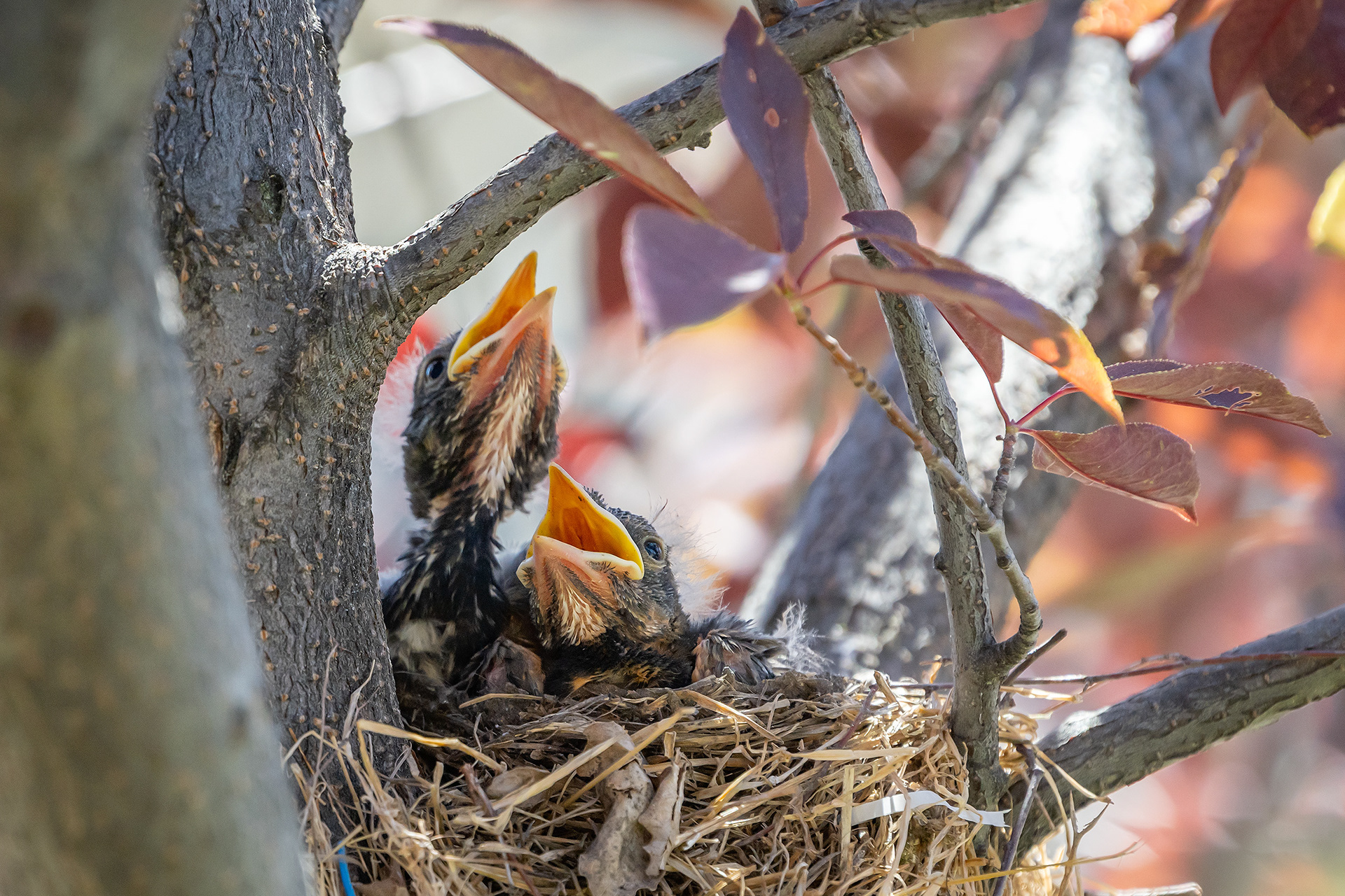 American Robin hatchlings, Bridlewood, Calgary, AB