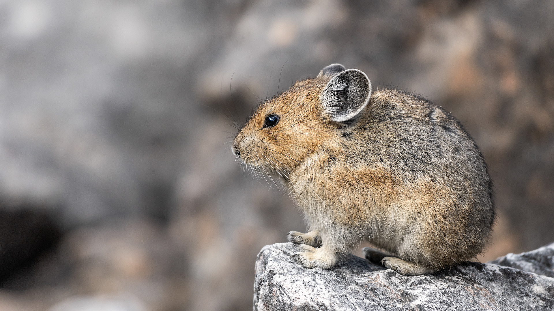 Pika, Stanley Glacier Trail, Kootenay National Park, British Columbia