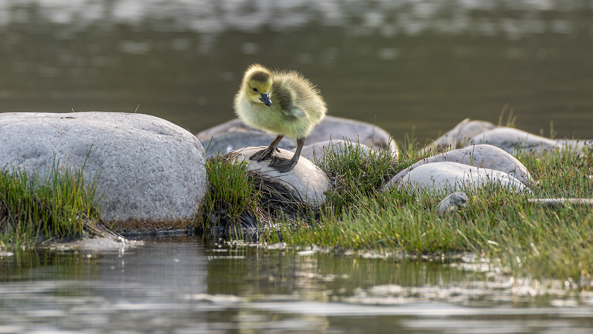 Canada Goose gosling at Bridlewood Wetlands Park, Calgary, Alberta