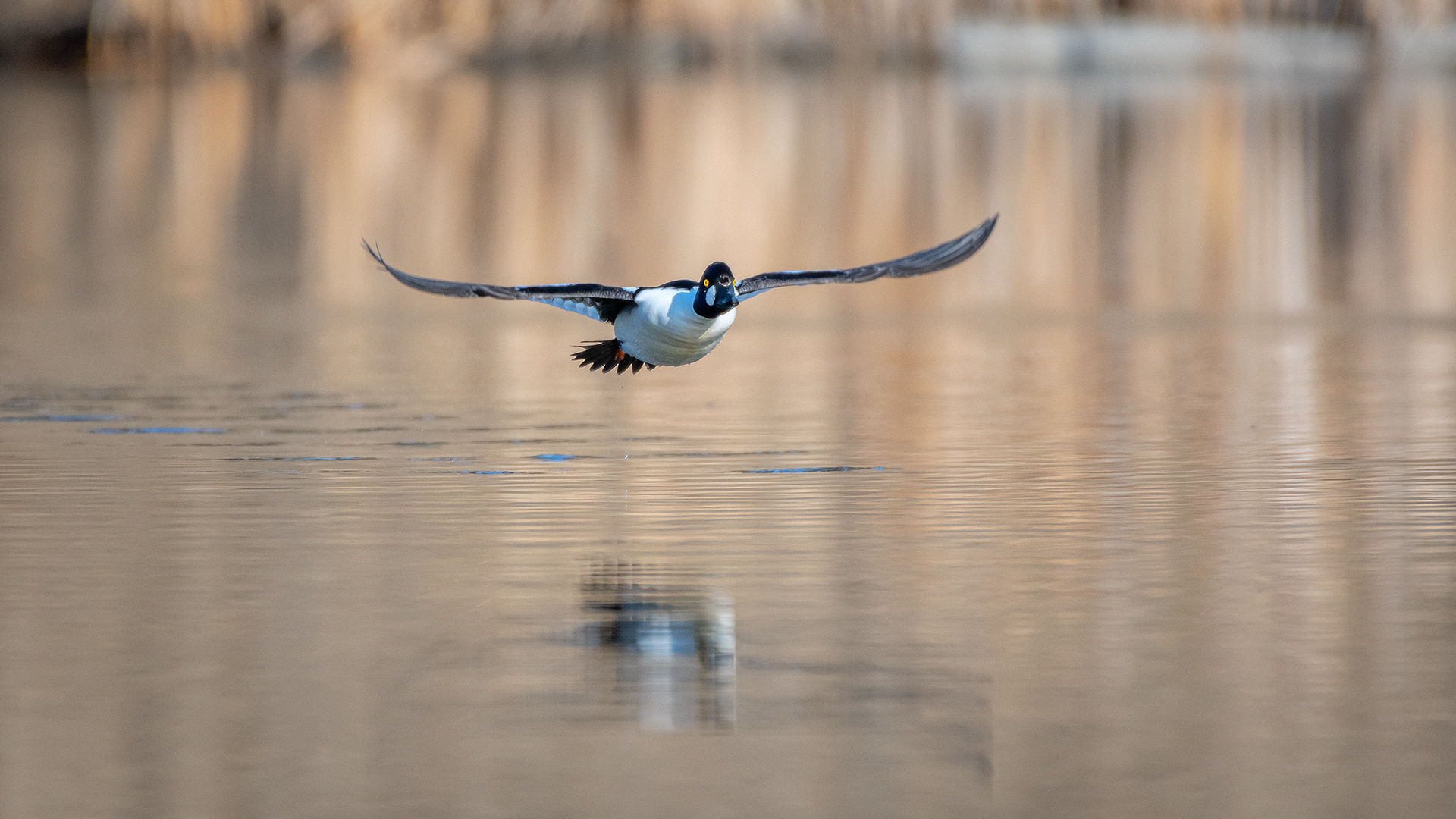 Common Goldeneye (male) in flight, Marshall Springs, Fish Creek Provincial Park, Calgary, AB
