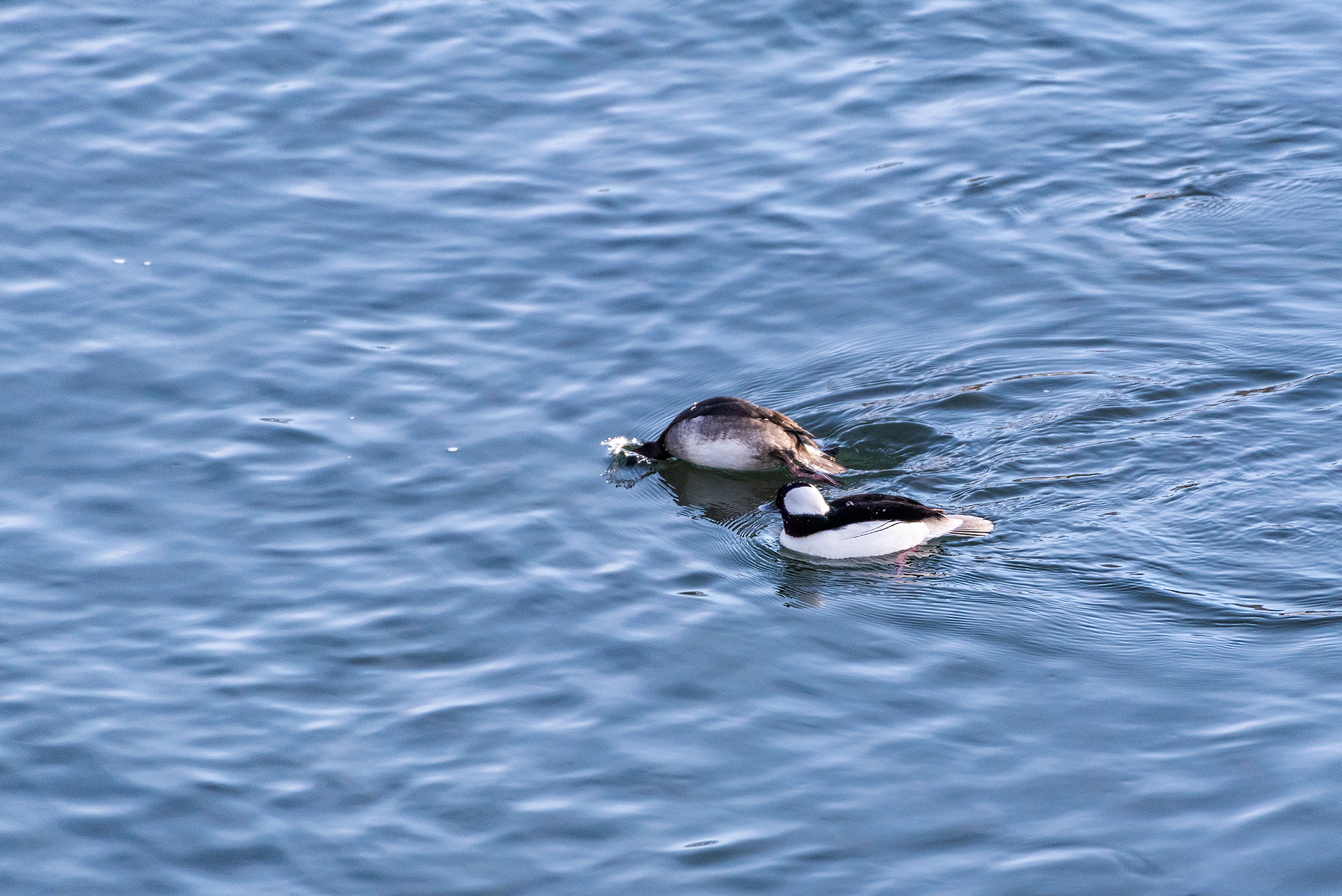 Bufflehead pair (female starting a dive) at the Bow River, near Carburn Park
