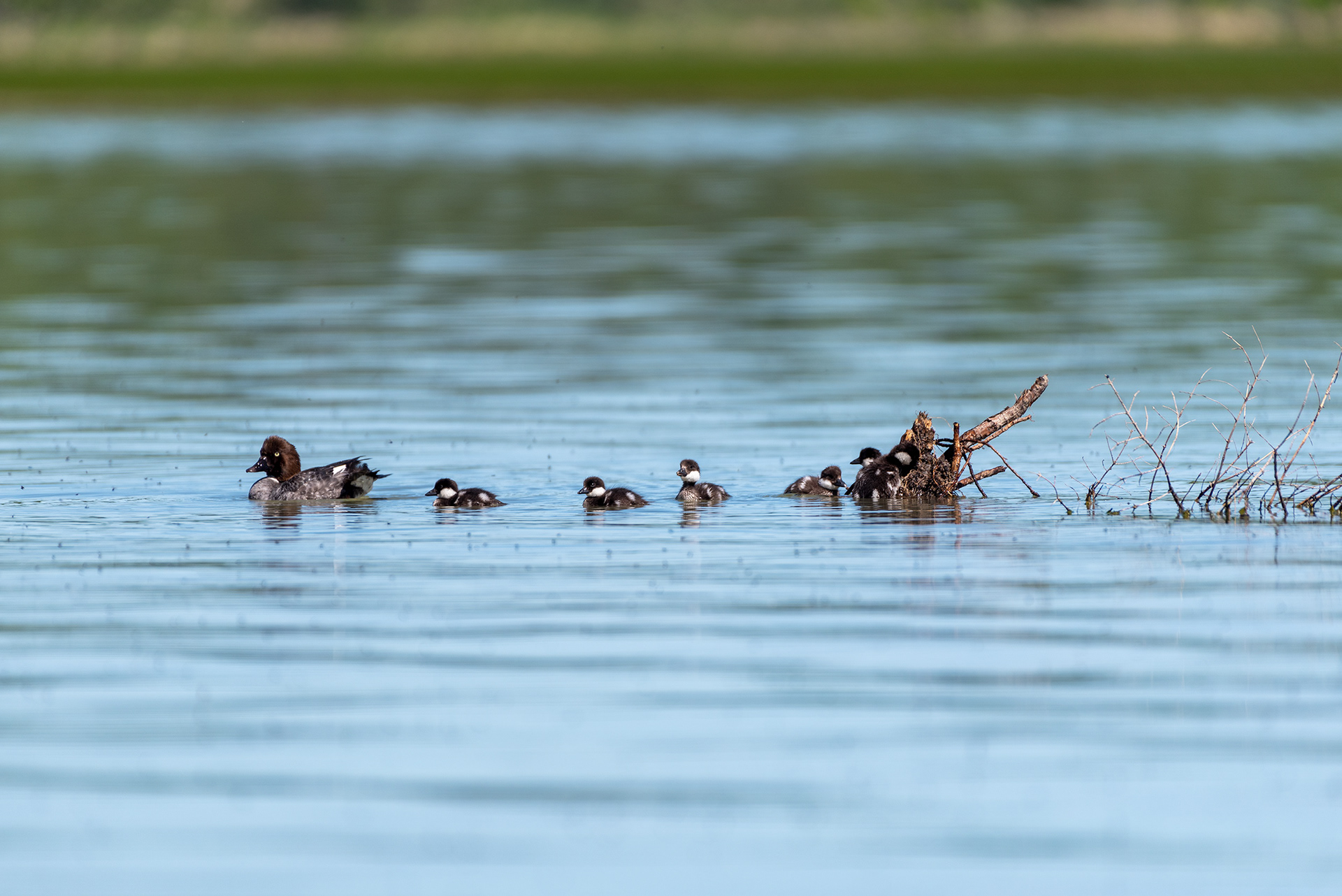 Common Goldeneye, ducklings, Glenmore Reservoir, Elbow River, Calgary, Alberta