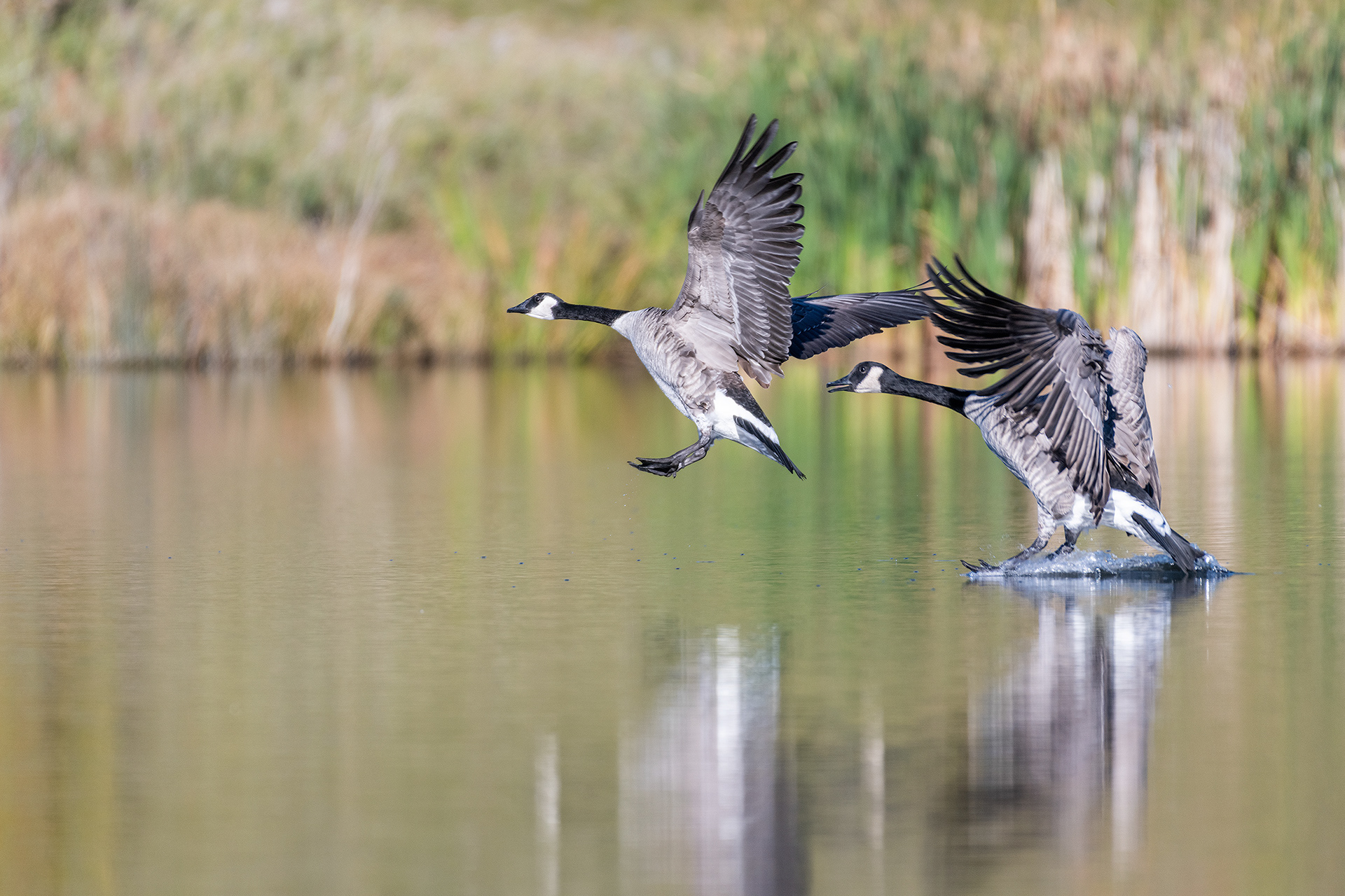 Canada Geese landing, Marshall Springs - Fish Creek Prov. Park, Calgary, AB