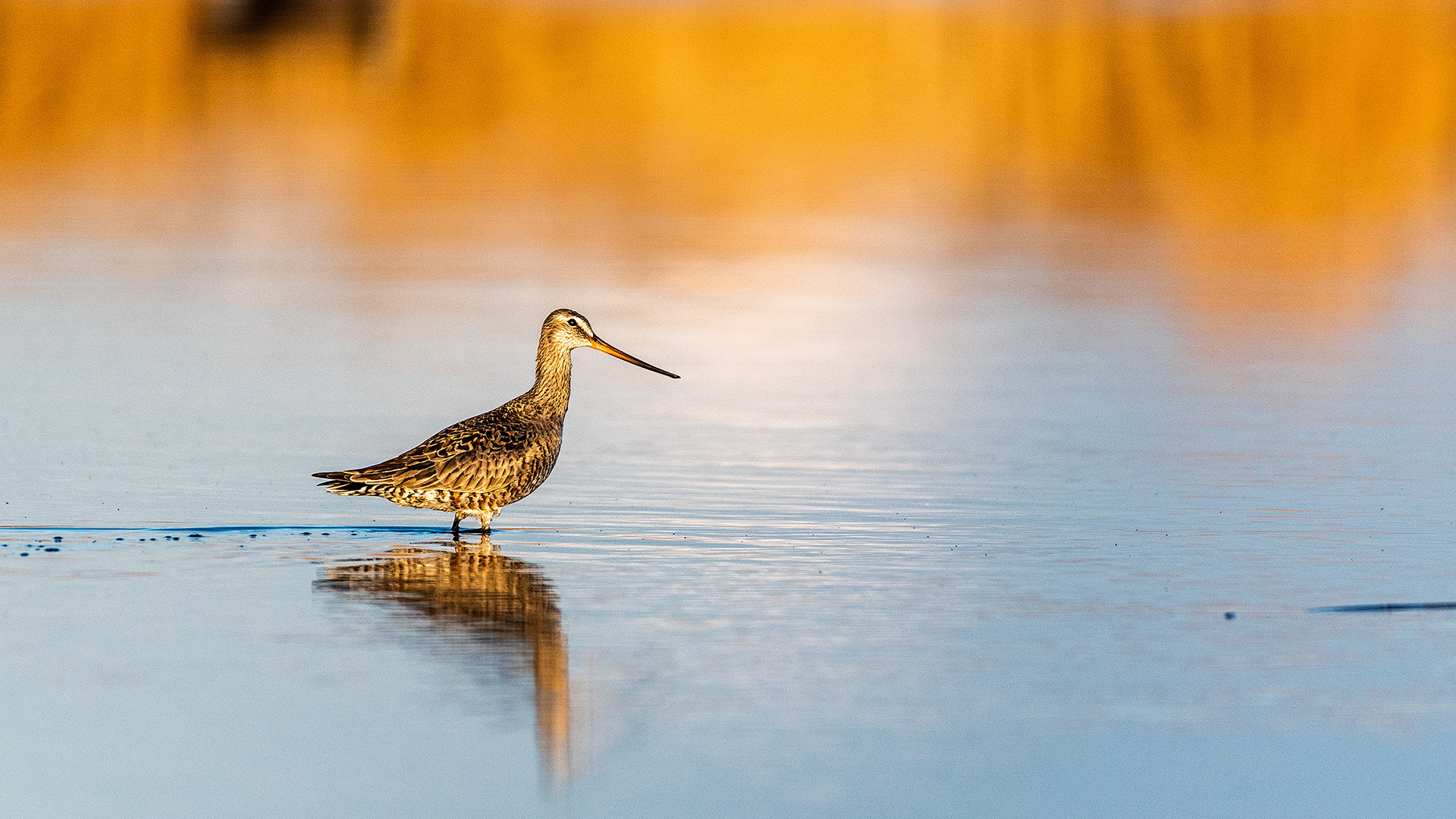 Marbled Godwit at Frank Lake, Alberta
