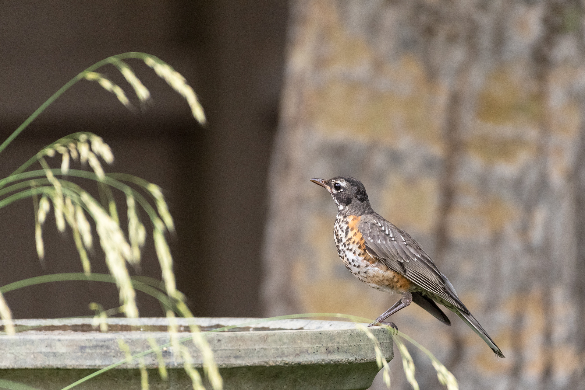 A young American Robin on the edge of the birdbath - July 16th
