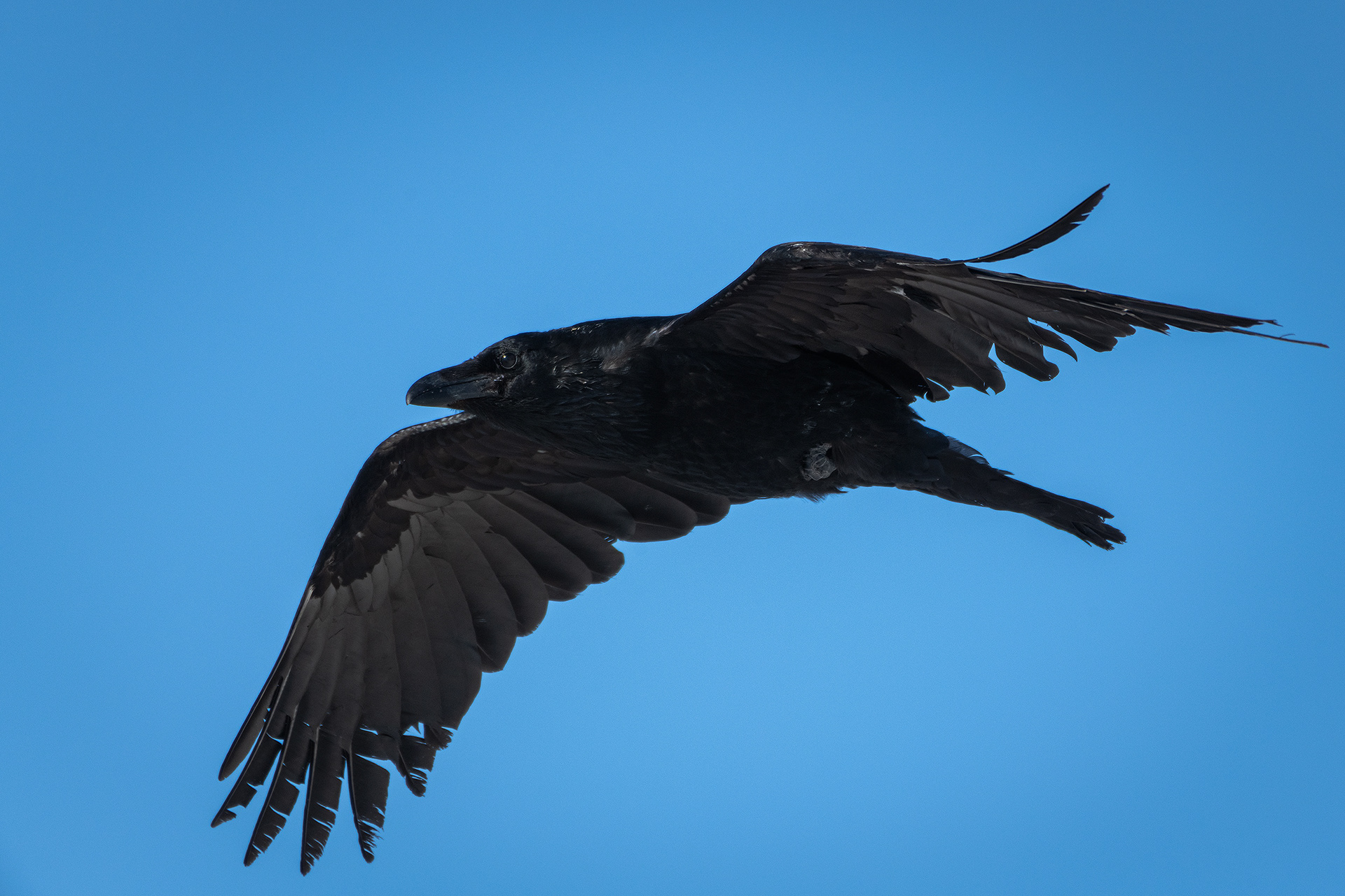 Common Raven in flight - Southview Off Leash Dog Park, Calgary, AB