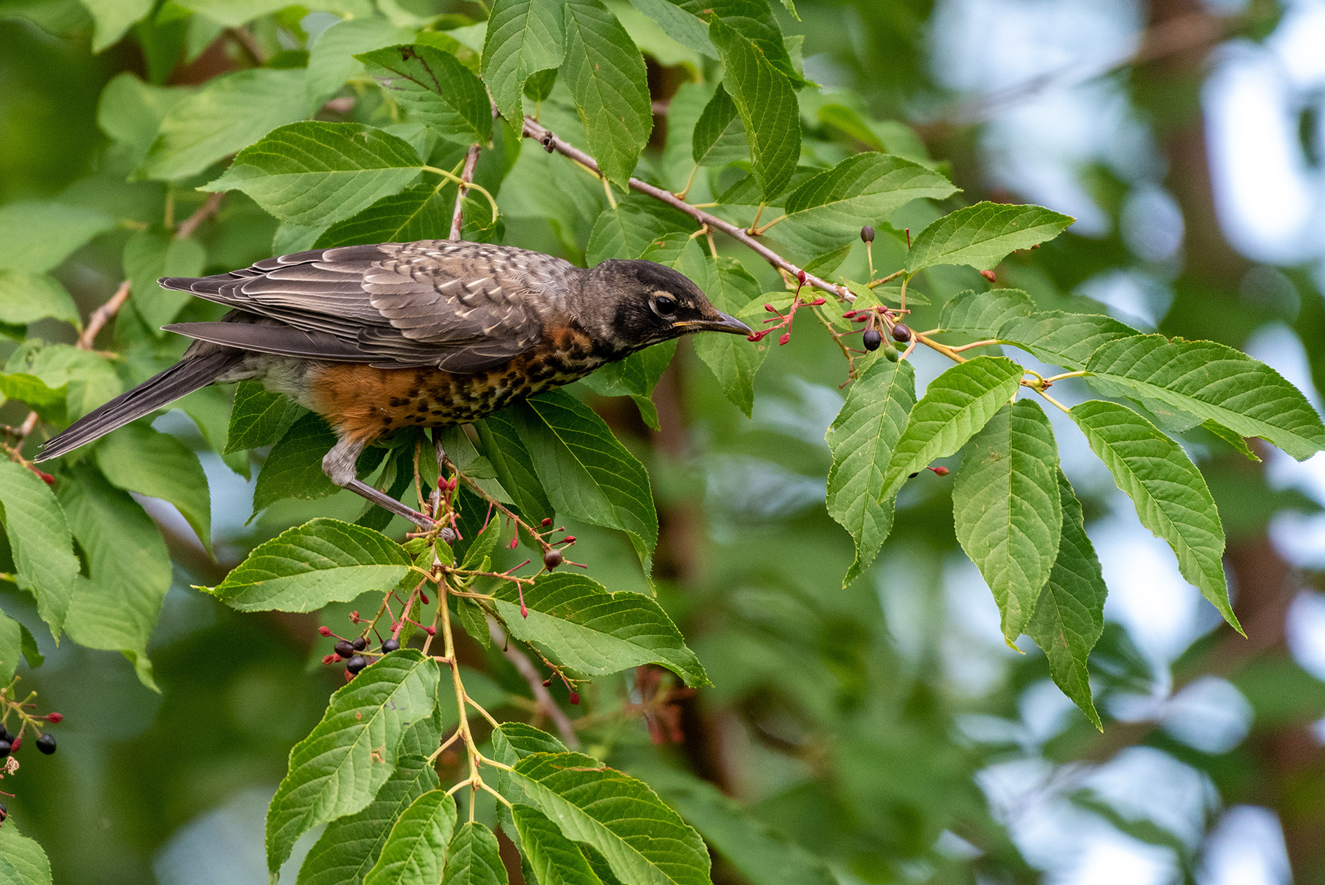 Young American Robin attempting to harvest berries