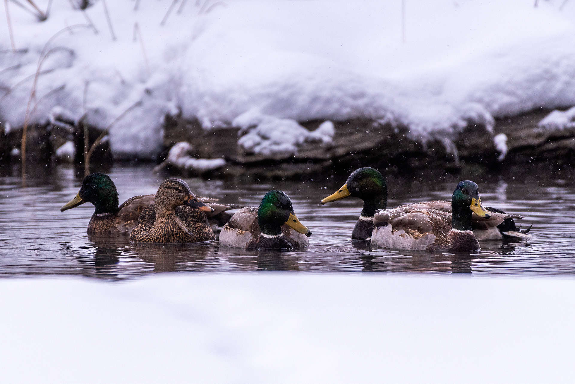 Mallards at the Marshall Springs area of Fish Creek Provincial Park