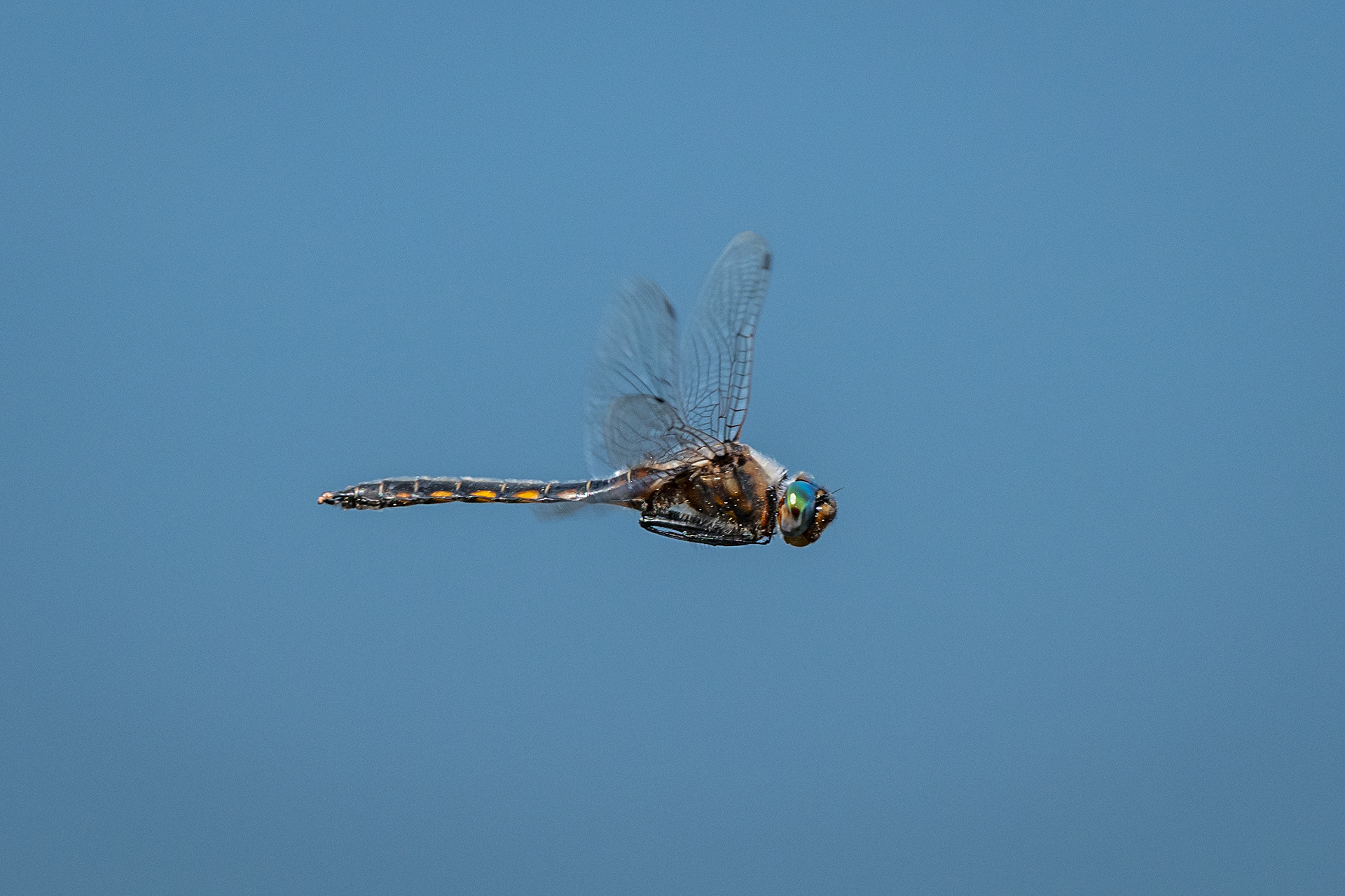 Dragonfly (in flight), Marshall Springs ponds, Fish Creek Provincial Park, Calgary, AB