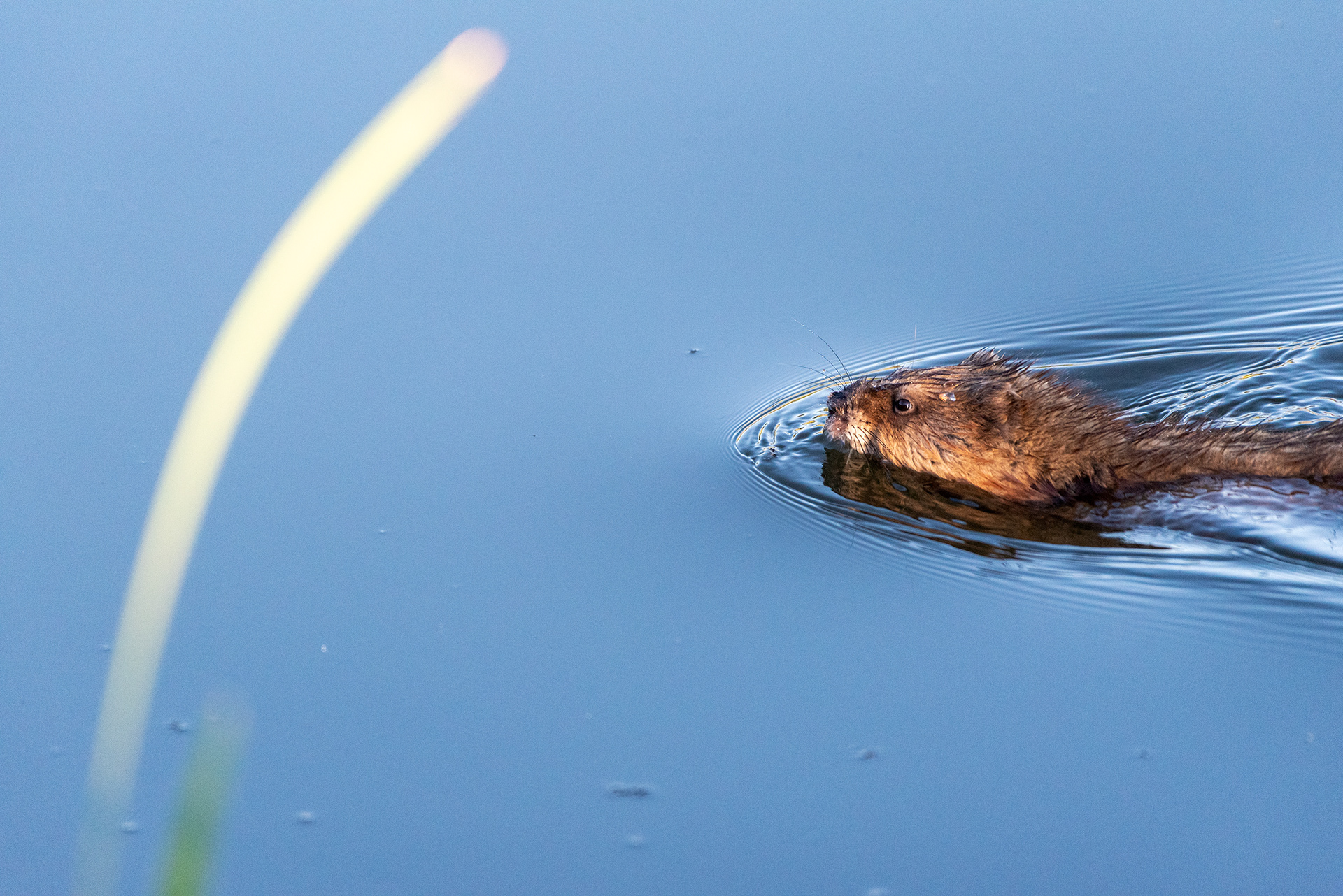 Young beaver briefly surfaces