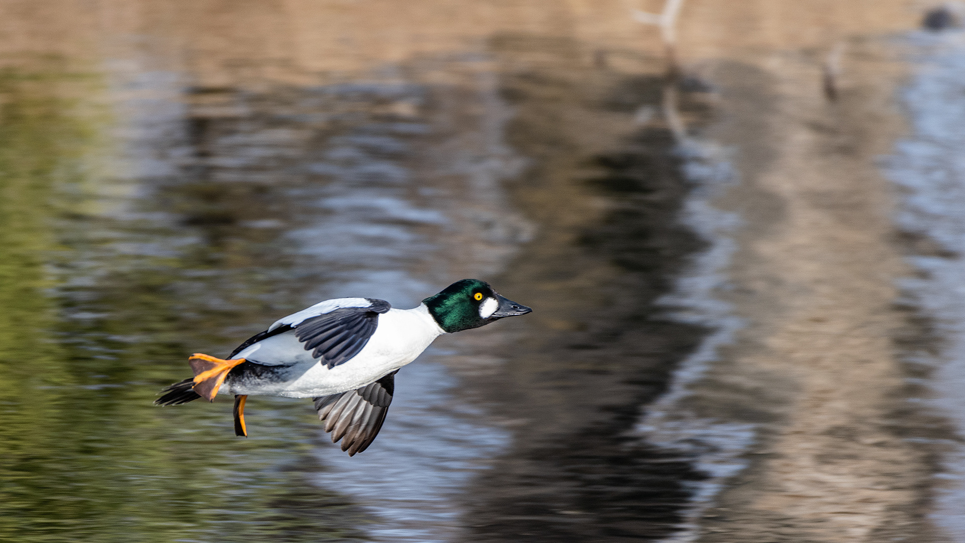 Common Goldeneye (male) in flight at the Inglewood Bird Sanctuary & Nature Centre, Calgary, Alberta