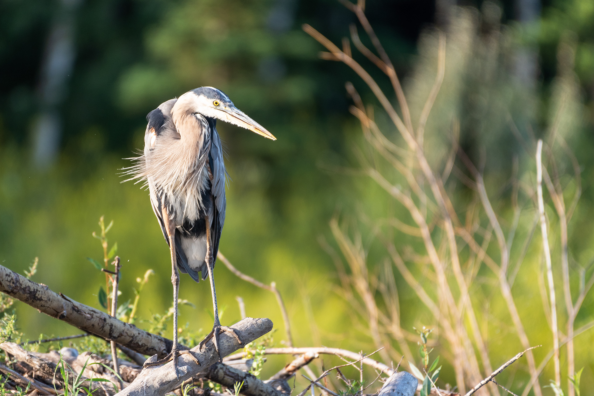 Great Blue Heron