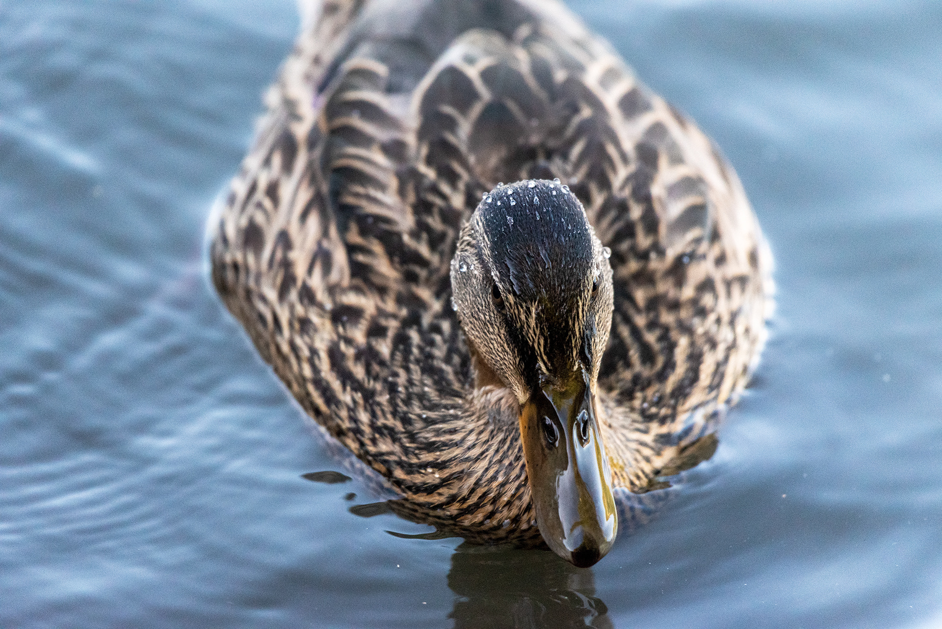 Mallard