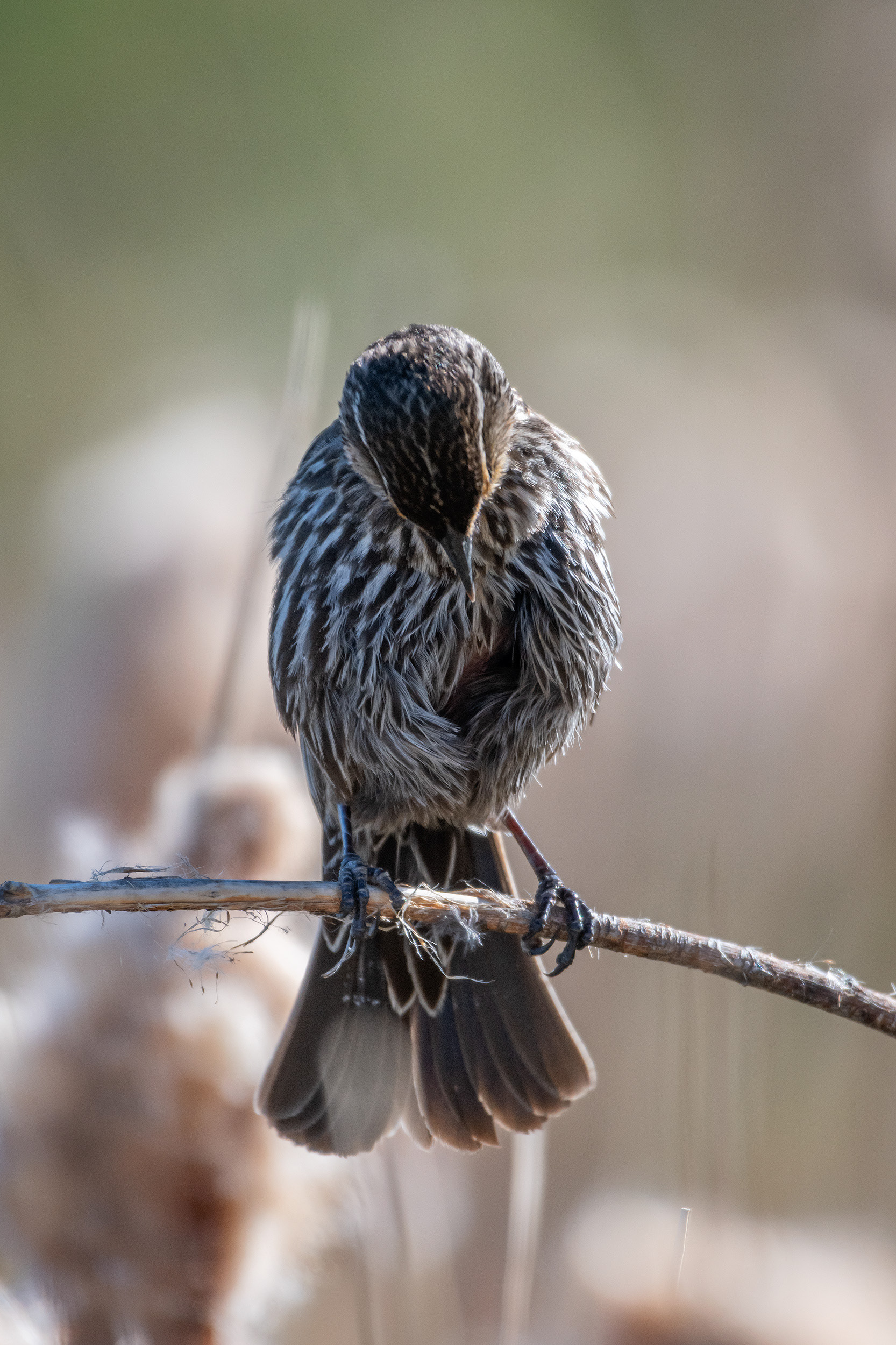 Red-winged Blackbird (female), Marshall Springs ponds, Fish Creek Provincial Park, Calgary, AB
