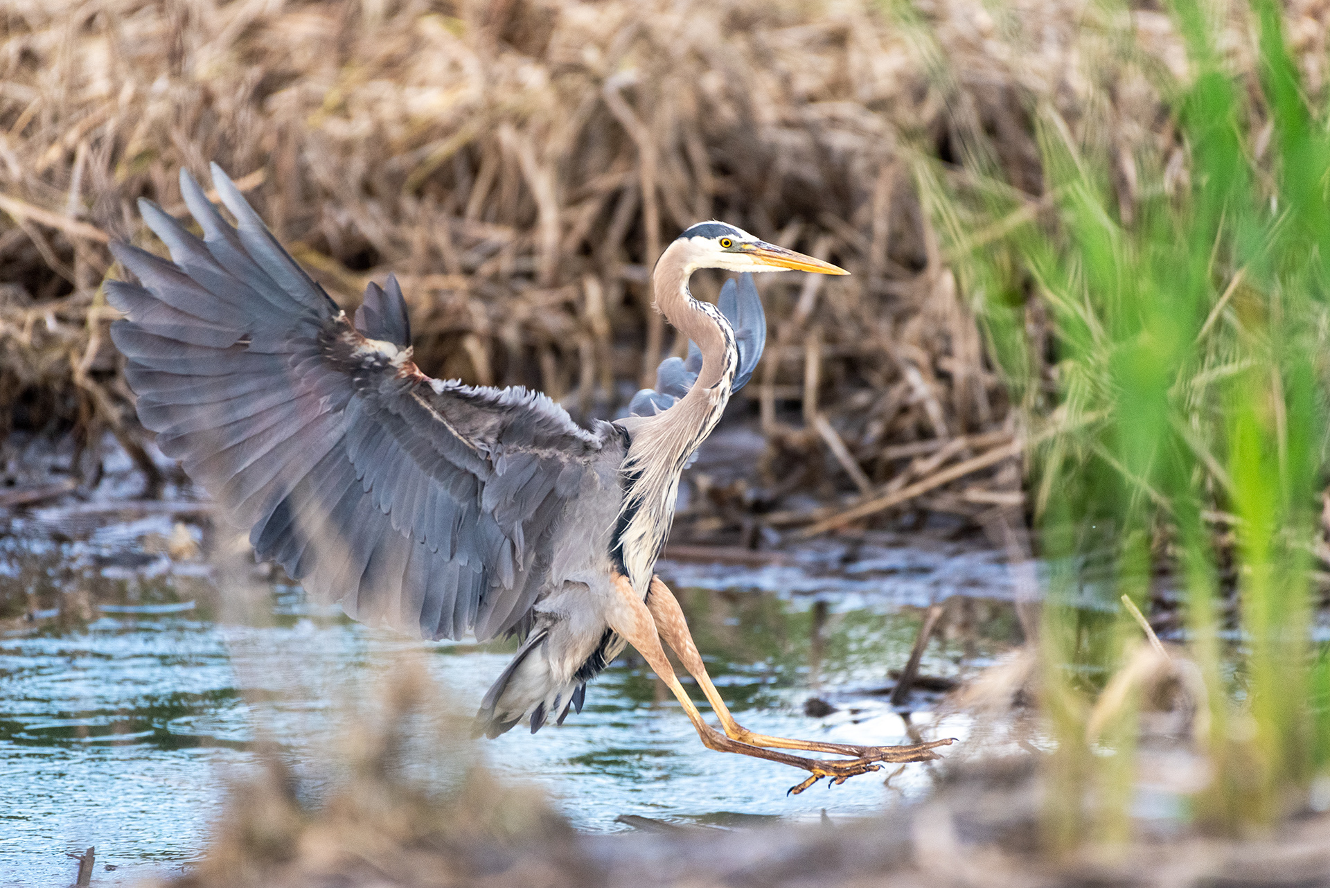 Great Blue Heron