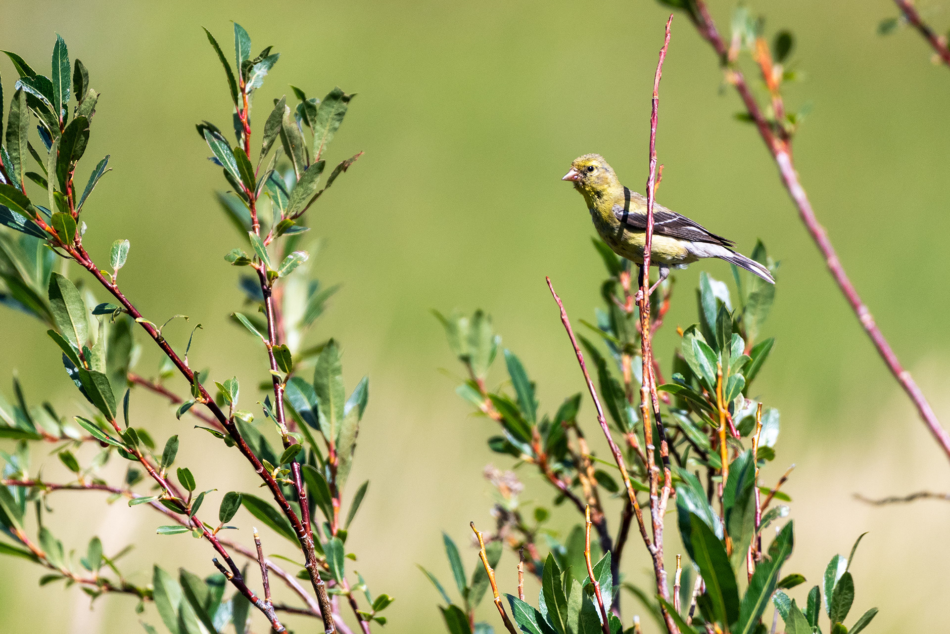 Juvenile American Goldfinch