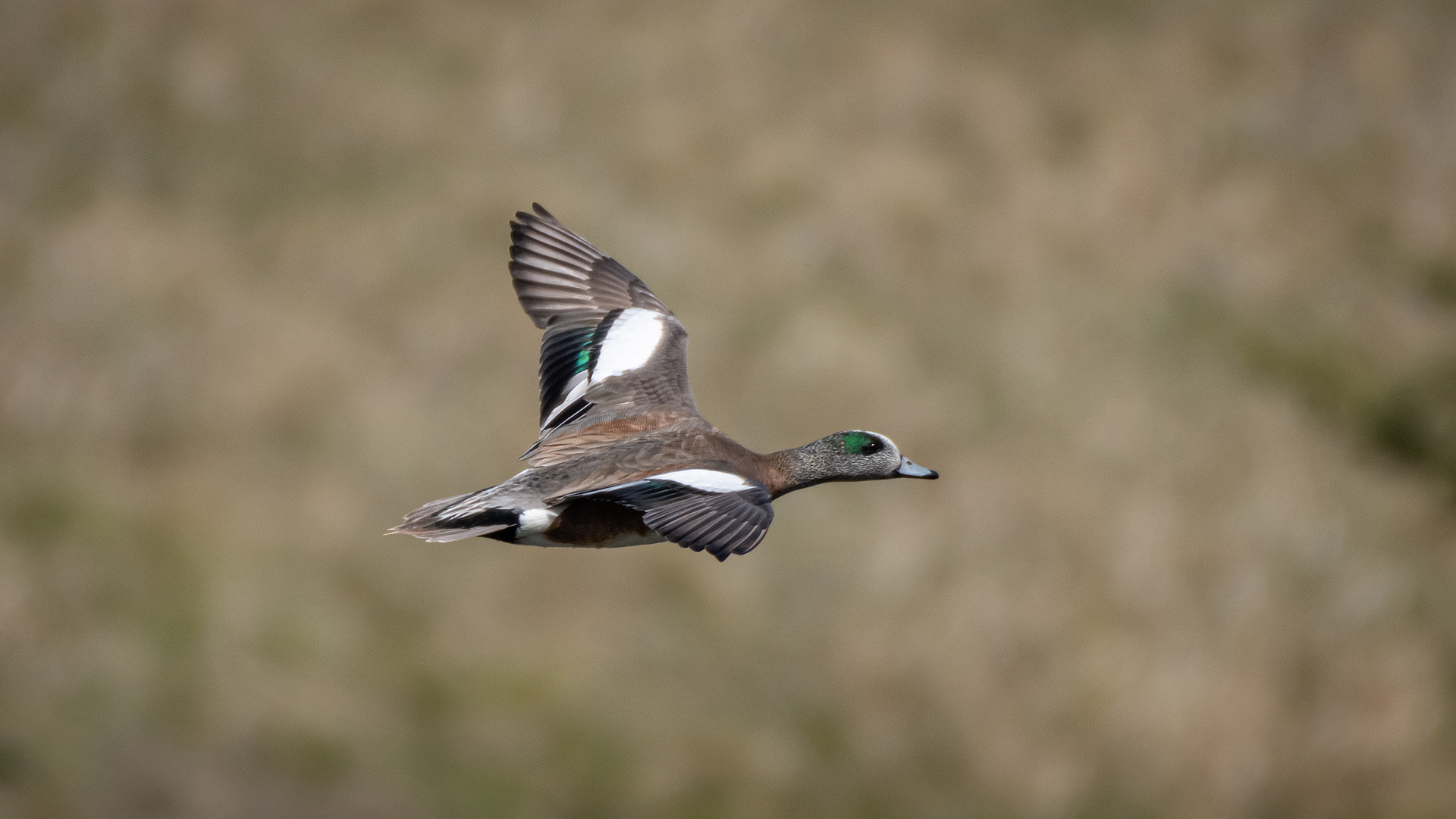American Wigeon (male) in flight, Marshall Springs ponds, Fish Creek Provincial Park, Calgary, AB