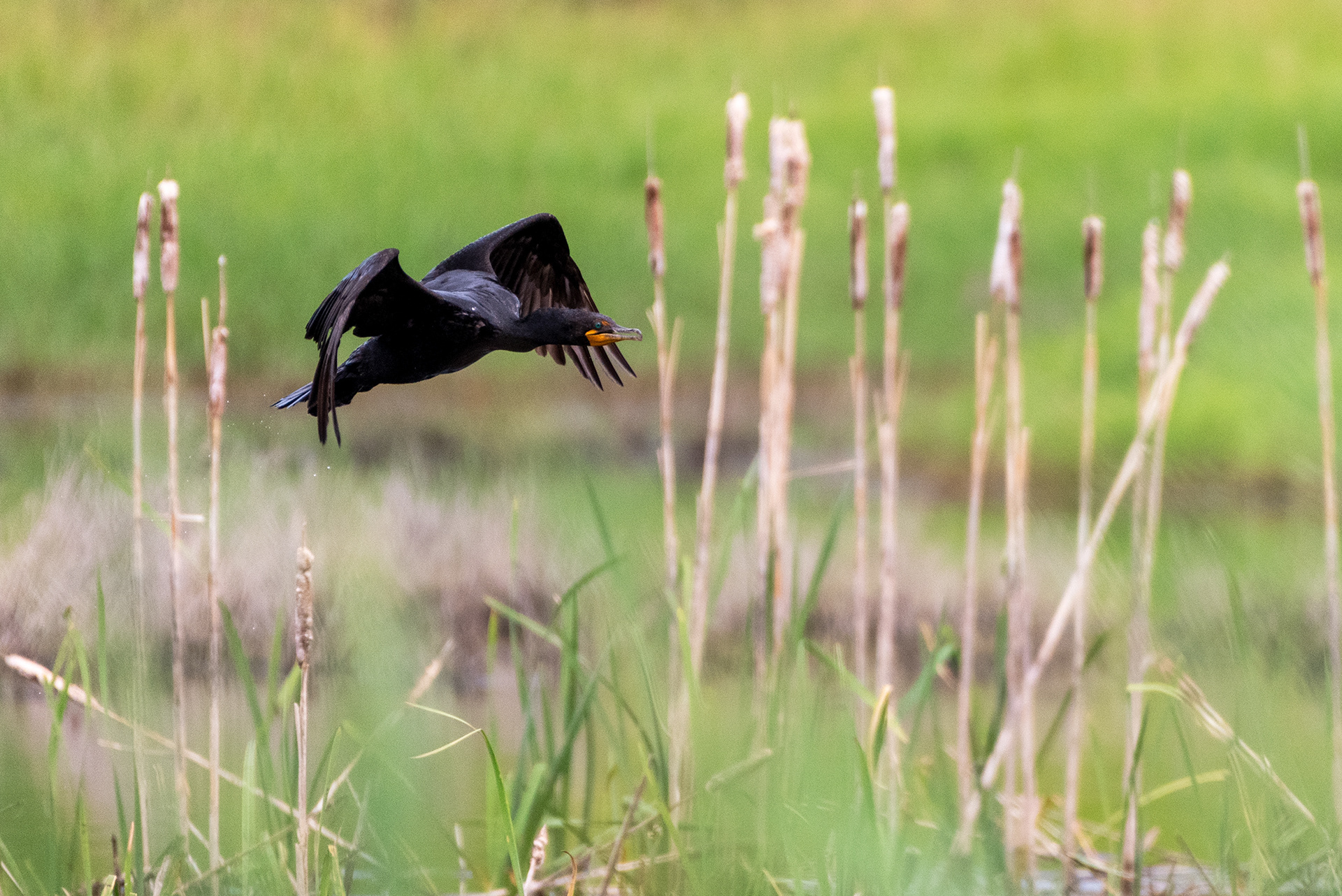 Double-crested Cormorant in flight
