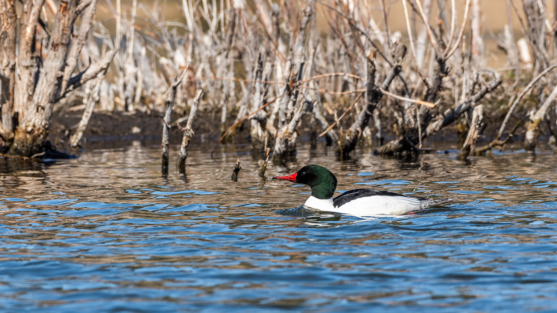 Common Merganser (male) at the Marshall Springs ponds in Fish Creek Provincial Park