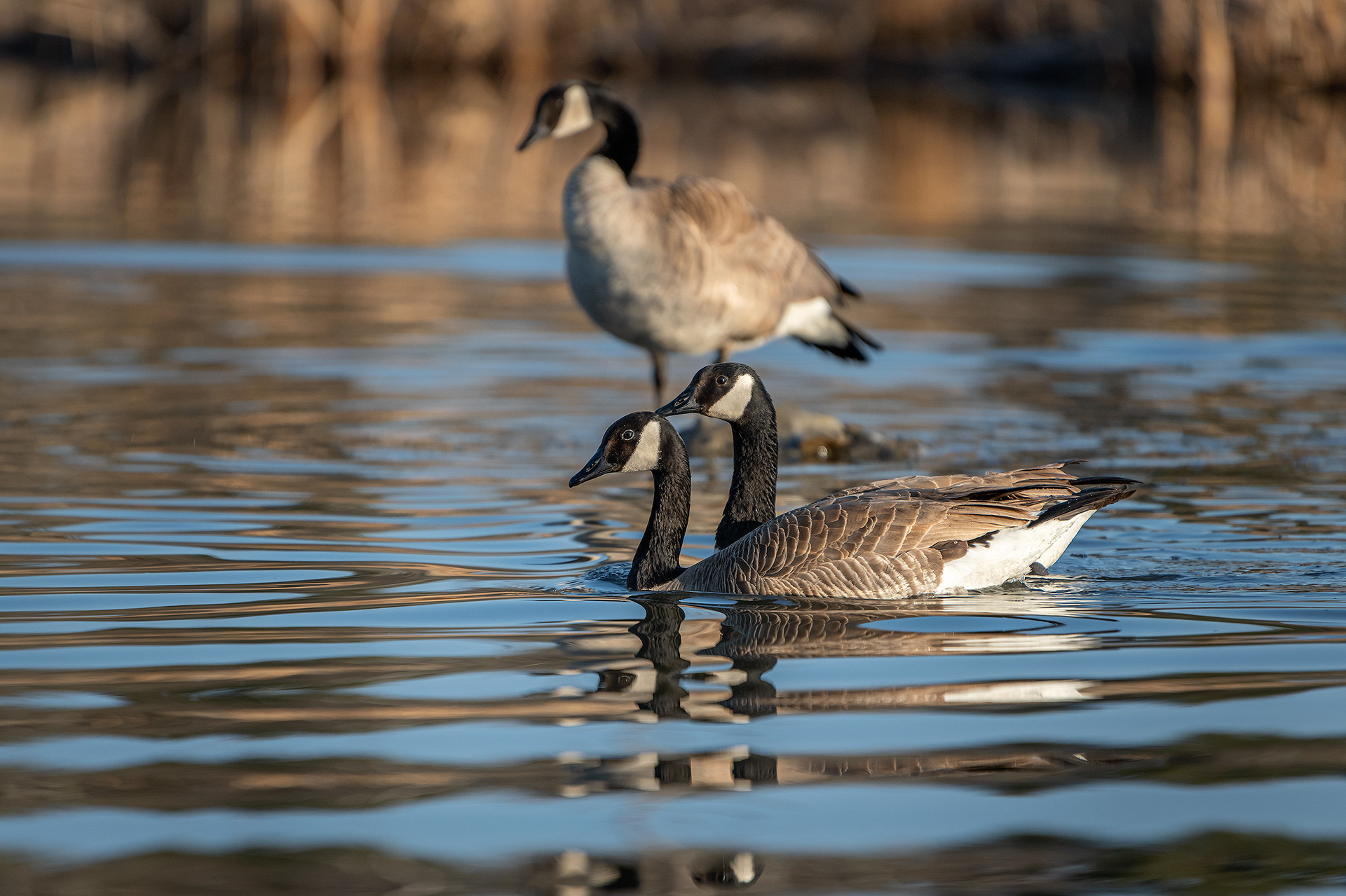 Canada Geese, Marshall Springs, Fish Creek Provincial Park, Calgary, AB