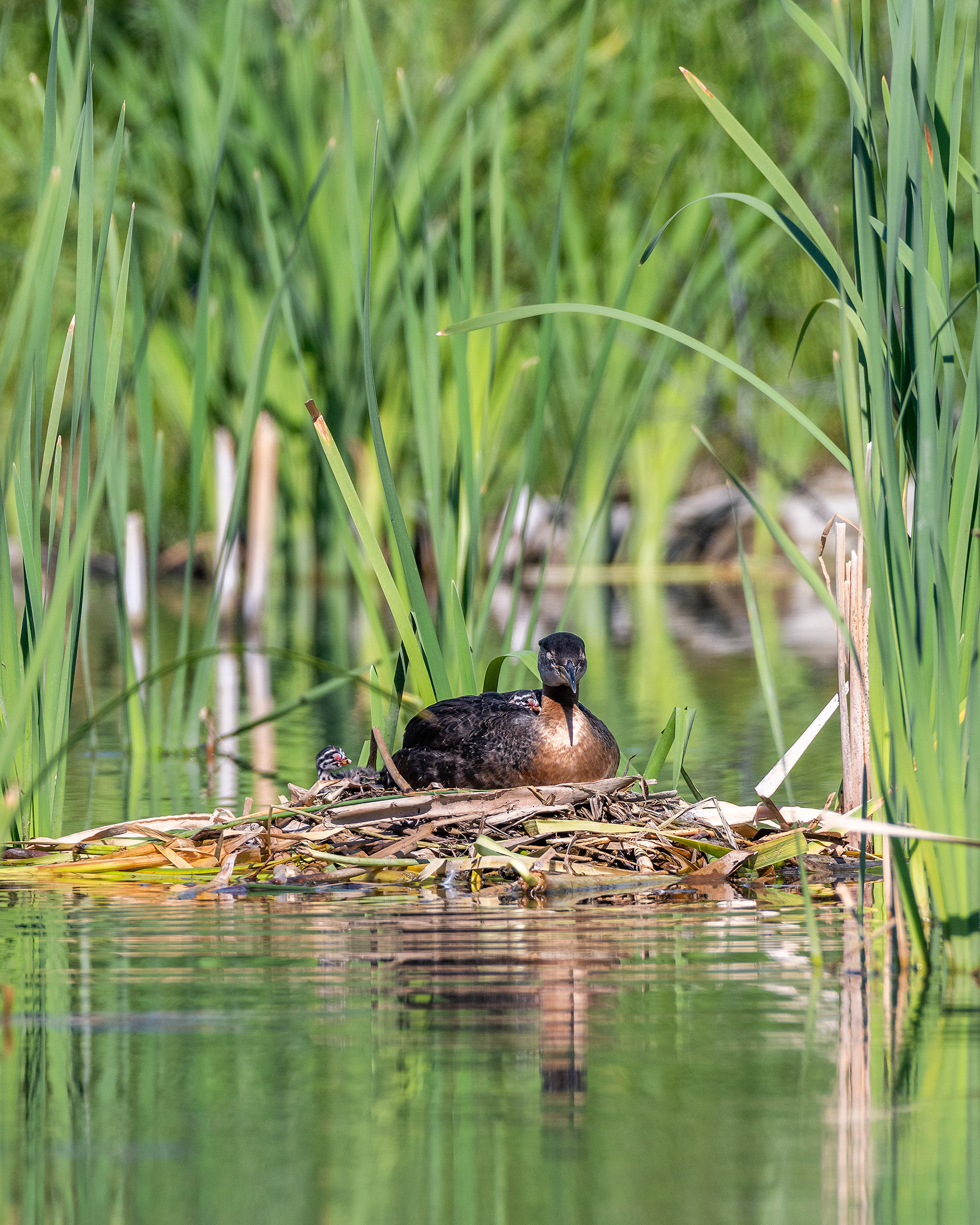 Red-necked Grebe (male) on his nest with two chicks, Marshall Springs - Fish Creek Prov. Park, Calgary, AB