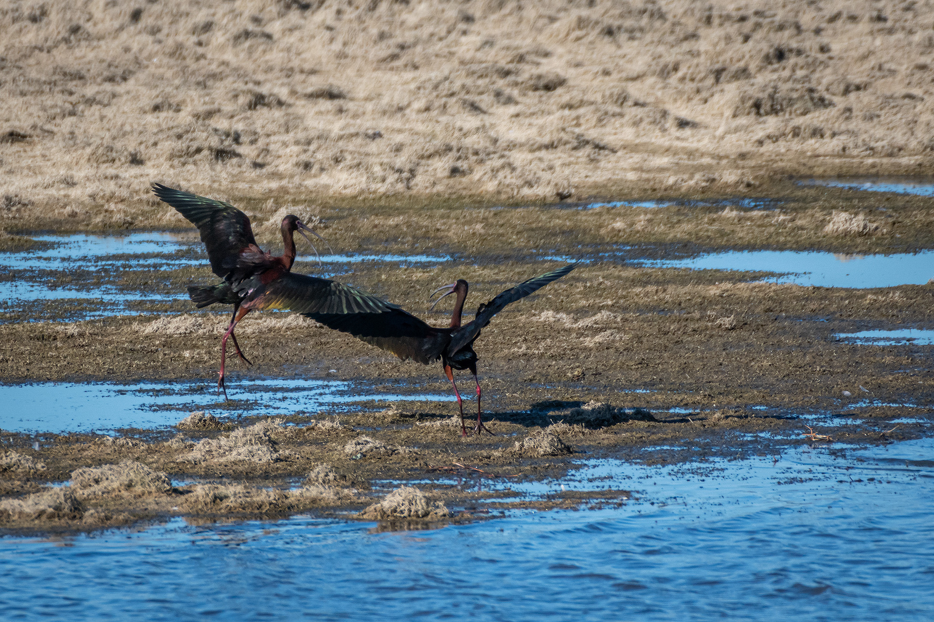 White-faced Ibises, Glenmore Reservoir, North Glenmore Park, Calgary, AB