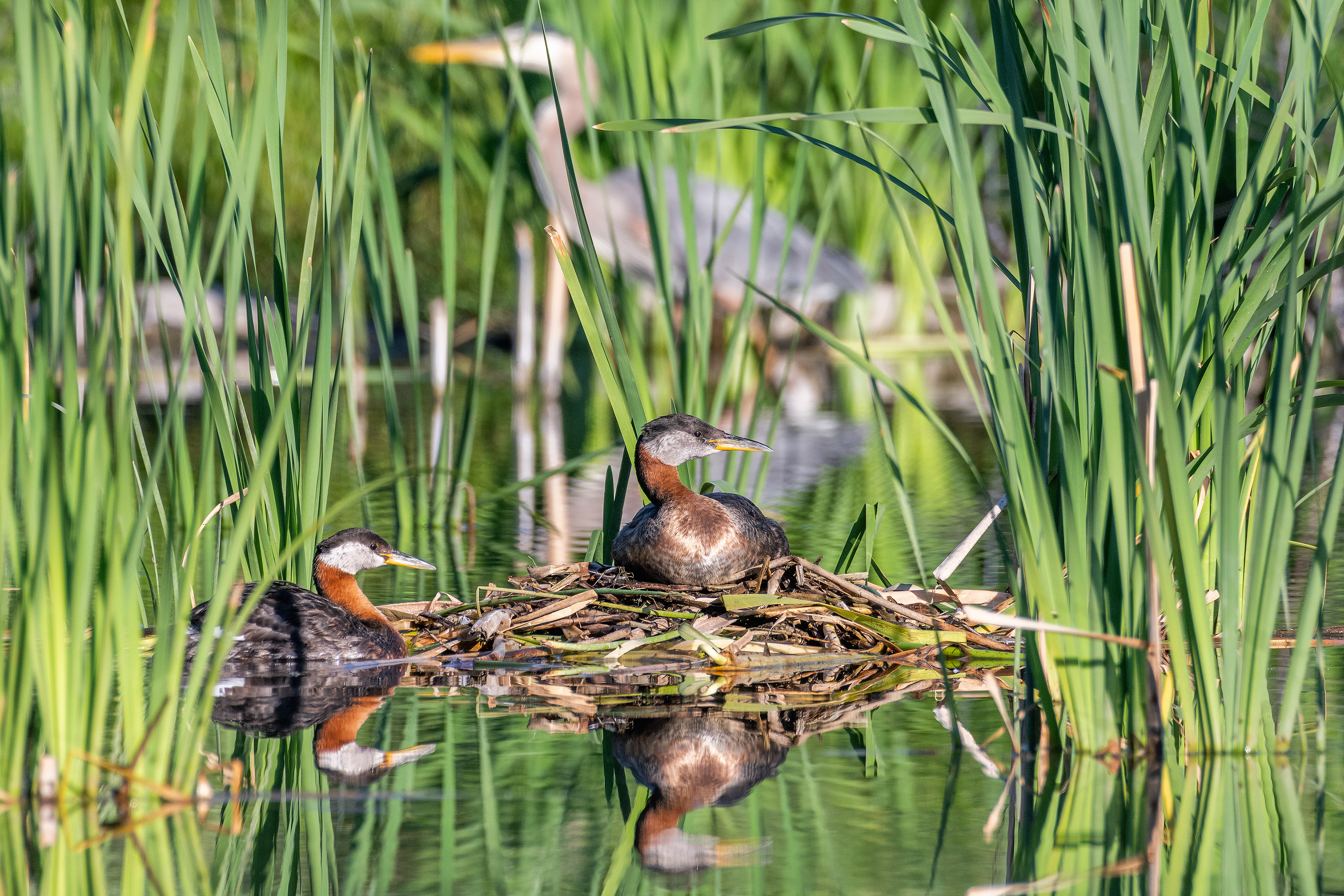 Red-necked Grebe pair at their nest, Great Blue Heron in the background, Marshall Springs - Fish Creek Prov. Park, Calgary, AB