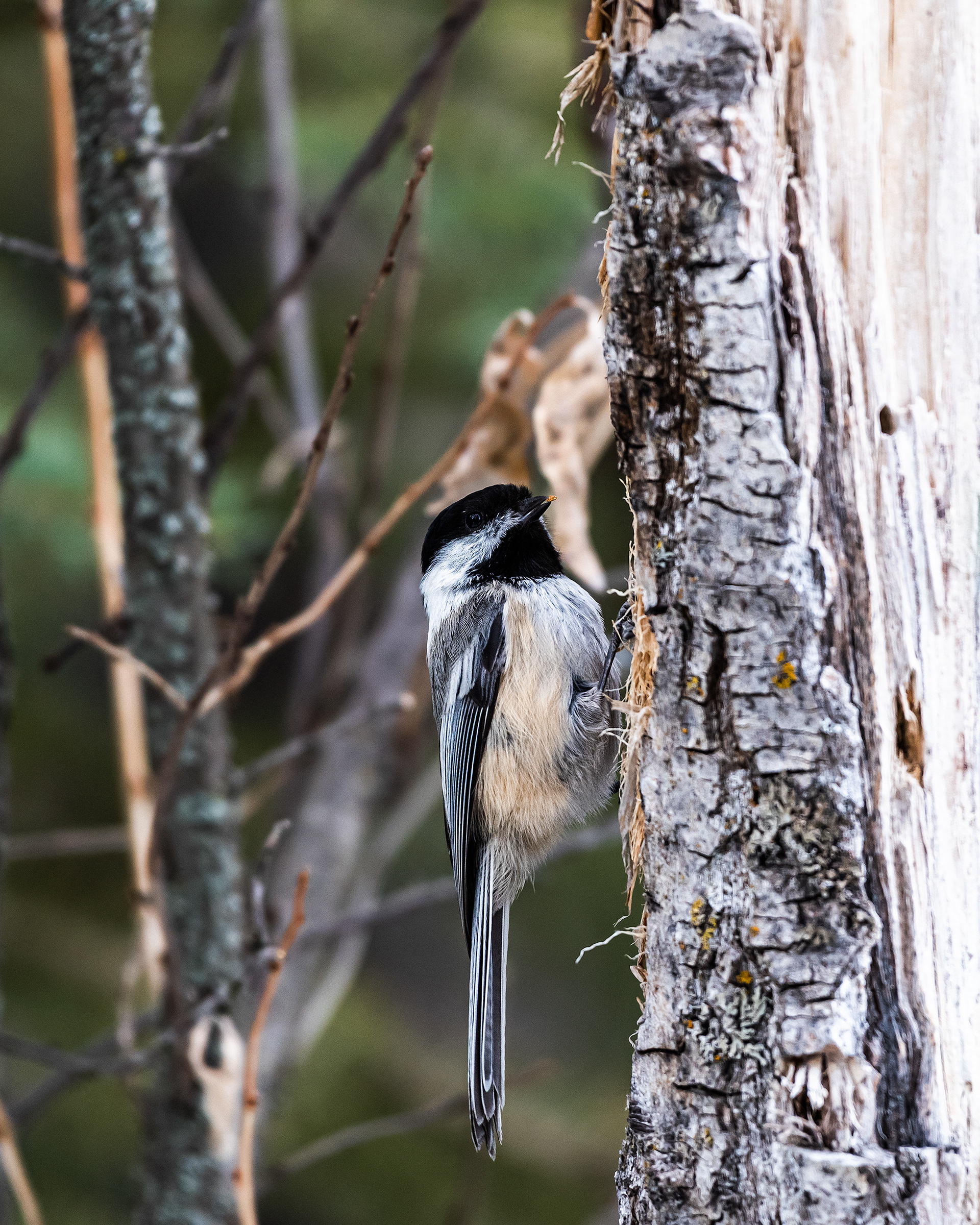 Black-capped Chickadee near Marshall Springs in Fish Creek Provincial Park