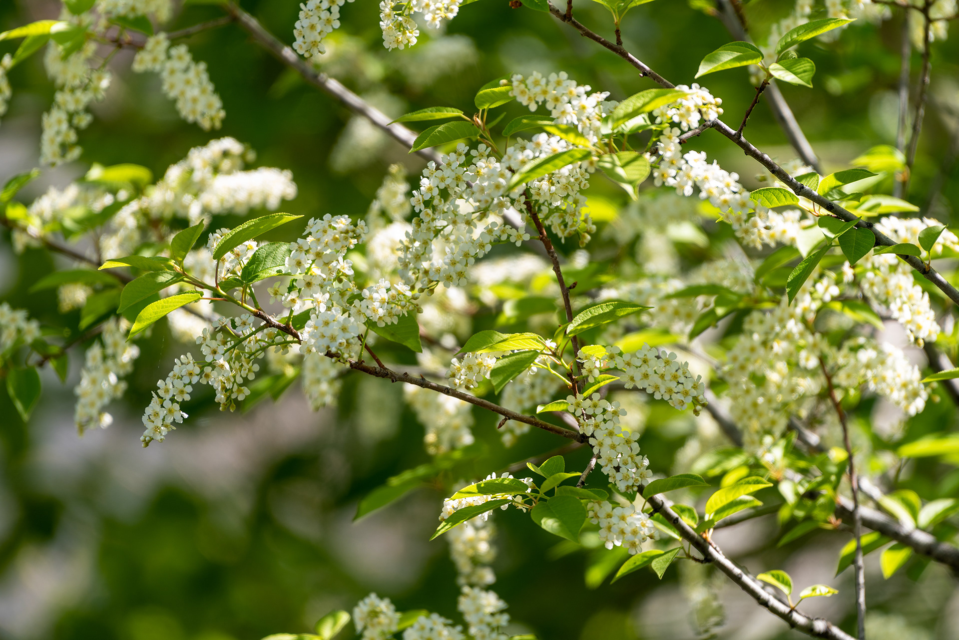 chokecherry tree blossoms, Bridlewood, Calgary, Alberta
