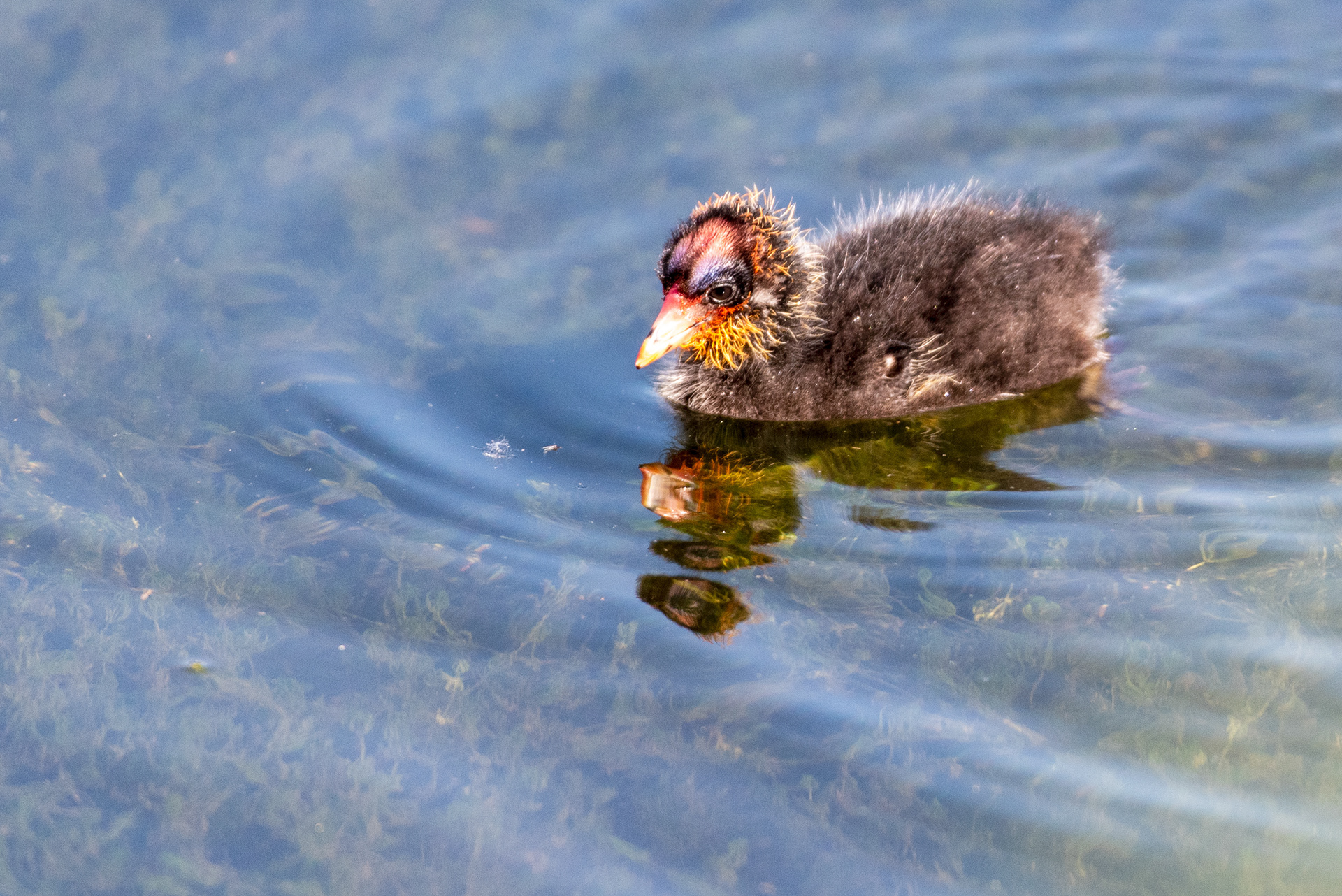 American Coot, chick, Bridlewood Wetlands Park, Calgary, Alberta