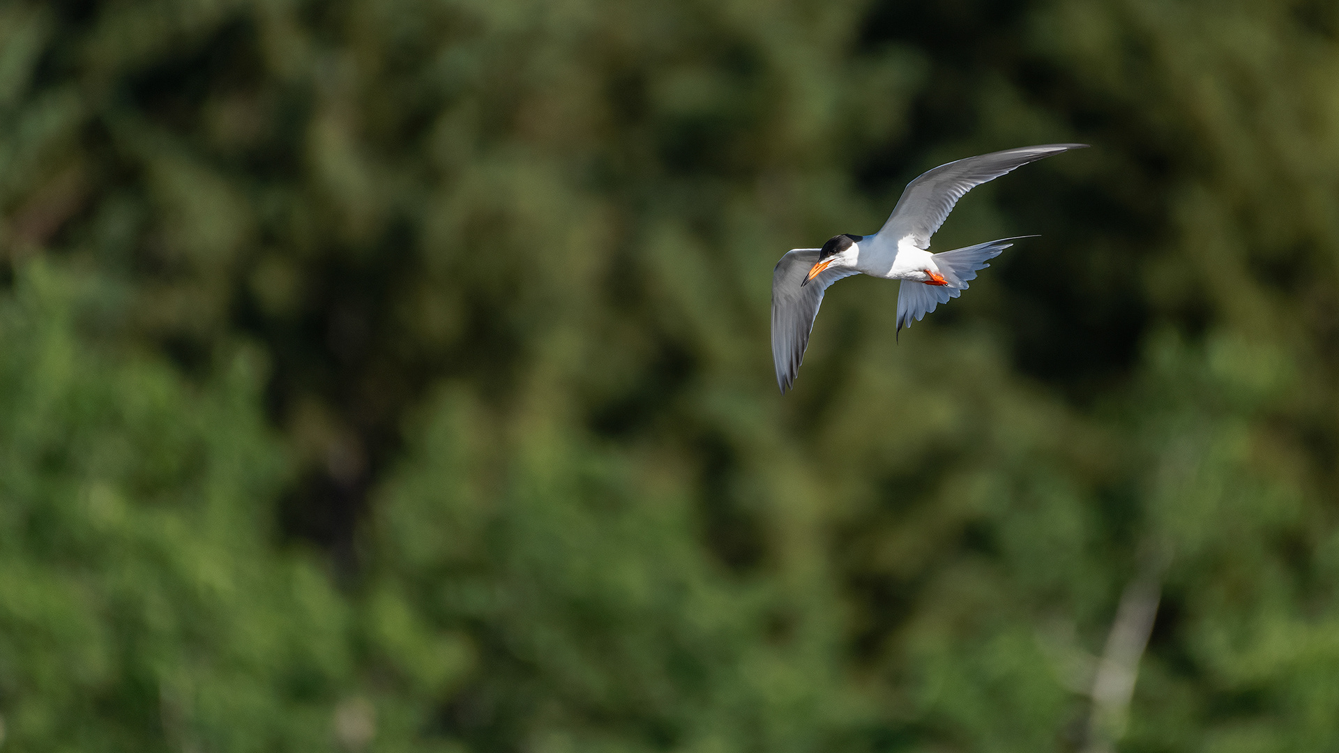 Common Tern (in flight), Marshall Springs - Fish Creek Prov. Park, Calgary, AB