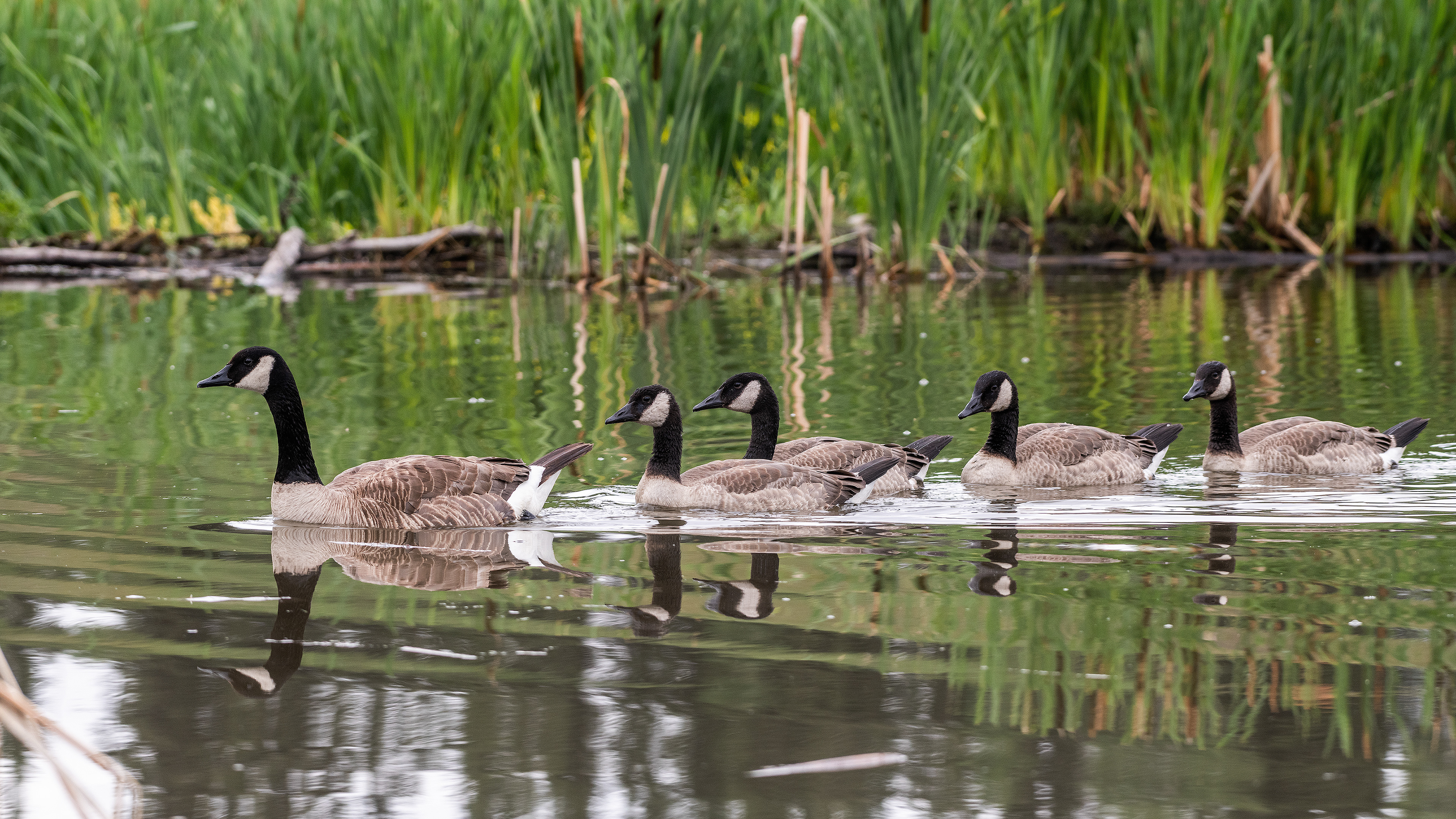 Canada Geese (female, and four immature), Marshall Springs - Fish Creek Prov. Park, Calgary, AB
