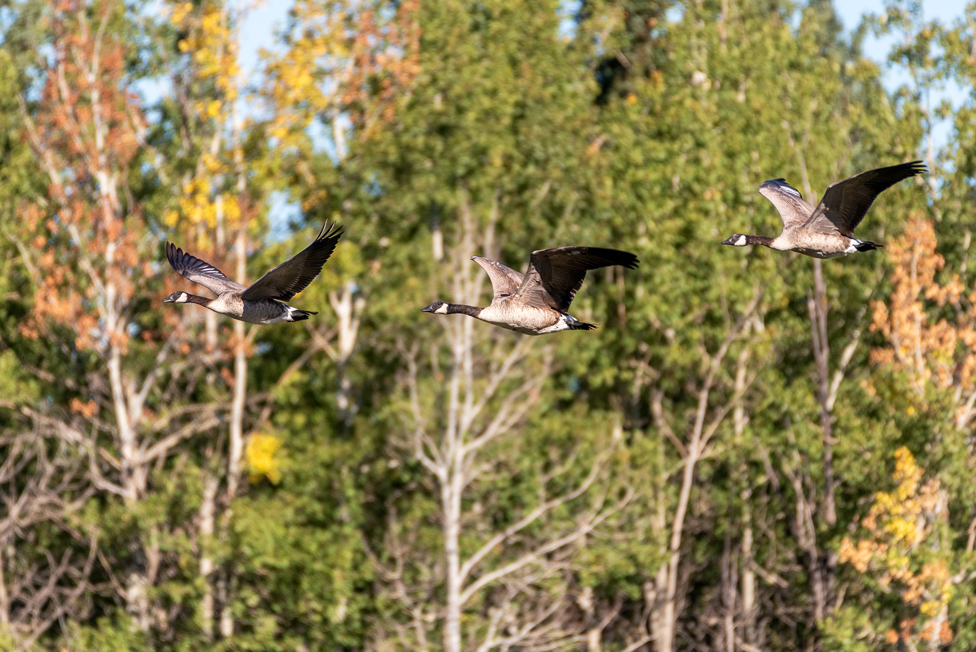 Canada Geese (in flight) at the Marshall Springs ponds in Fish Creek Provincial Park