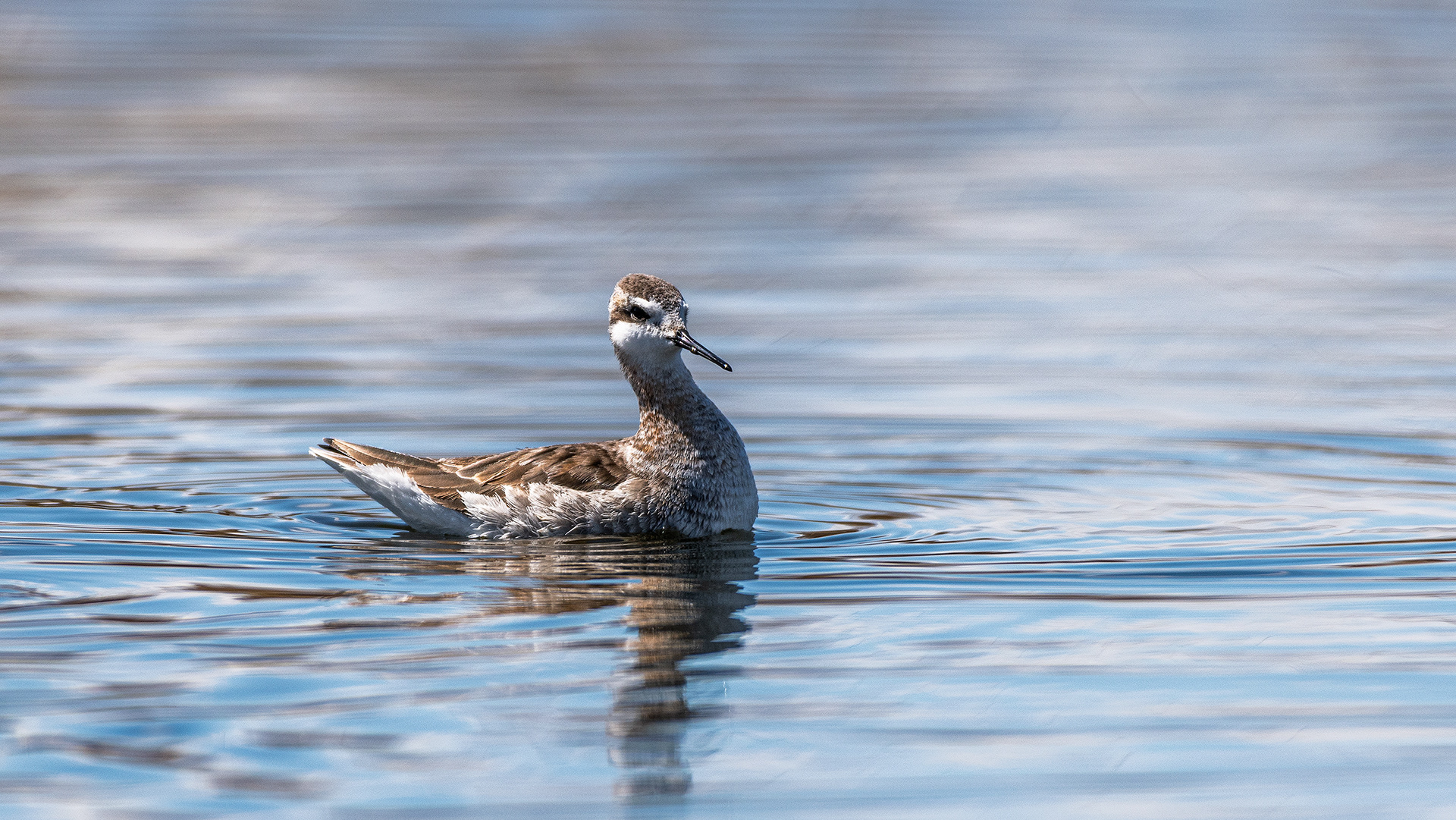 Wilson's Phalarope (male), Frank Lake, Alberta