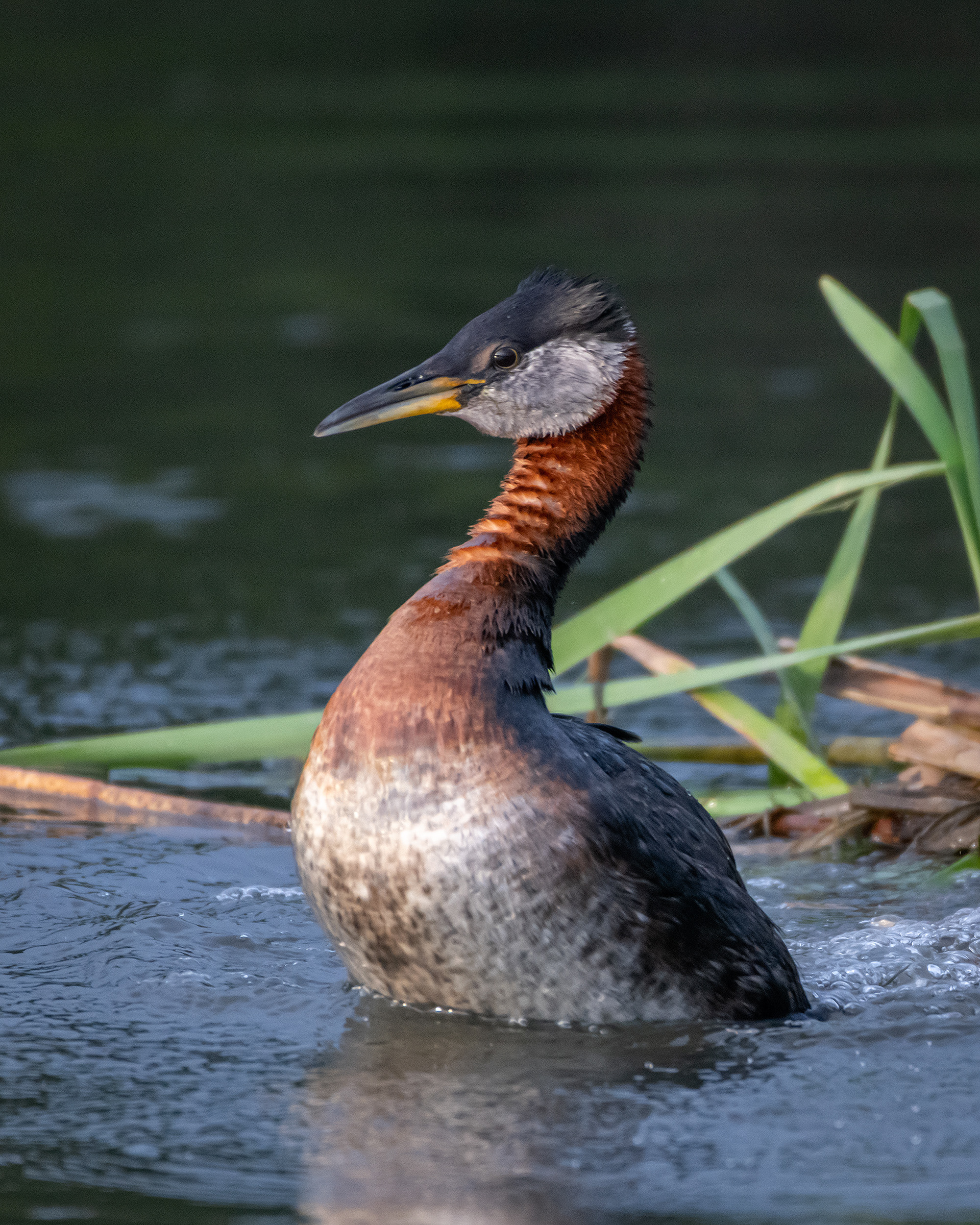 Red-necked Grebe, Marshall Springs ponds, Fish Creek Provincial Park, Calgary, AB