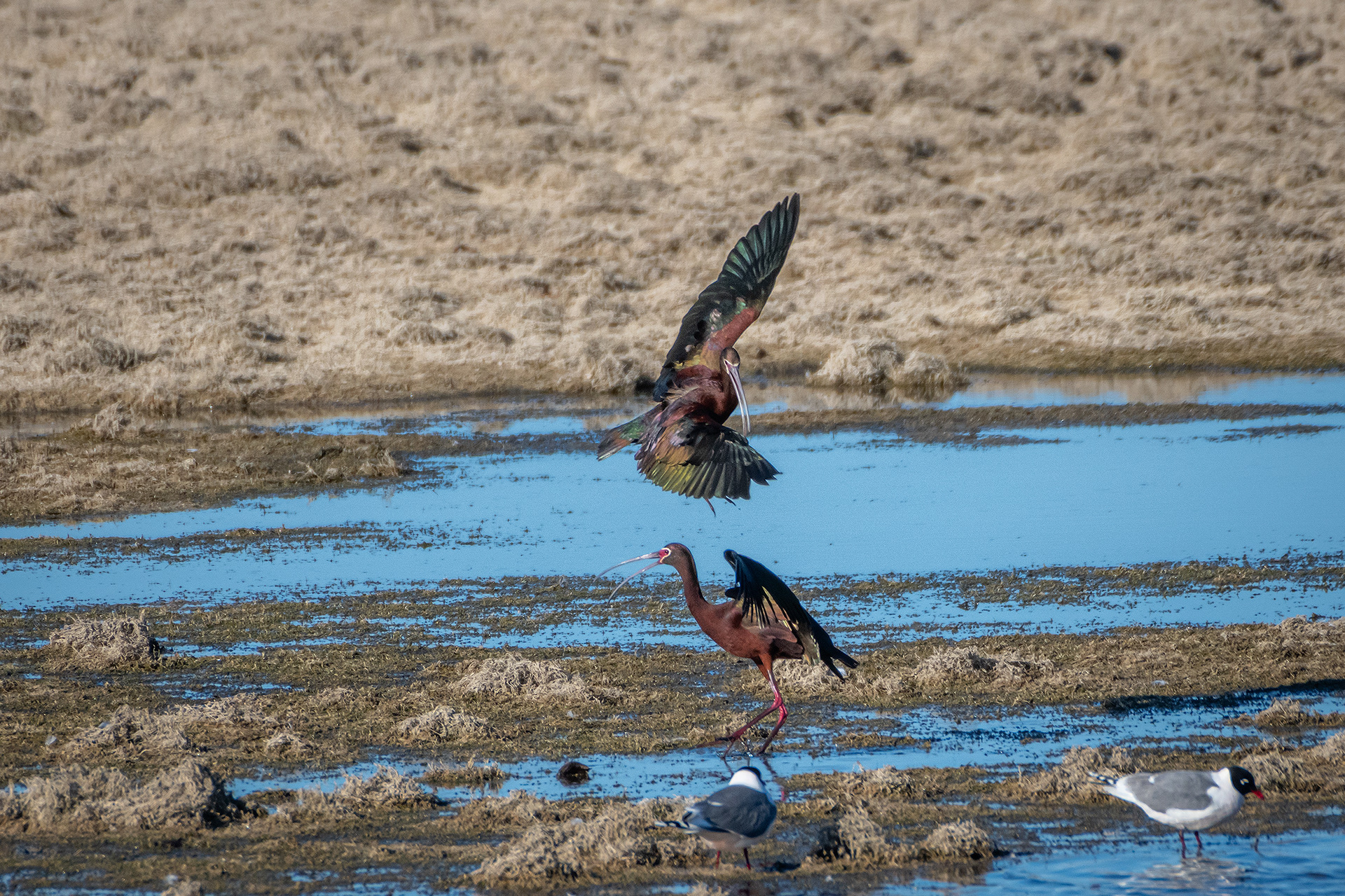 White-faced Ibises, Glenmore Reservoir, North Glenmore Park, Calgary, AB