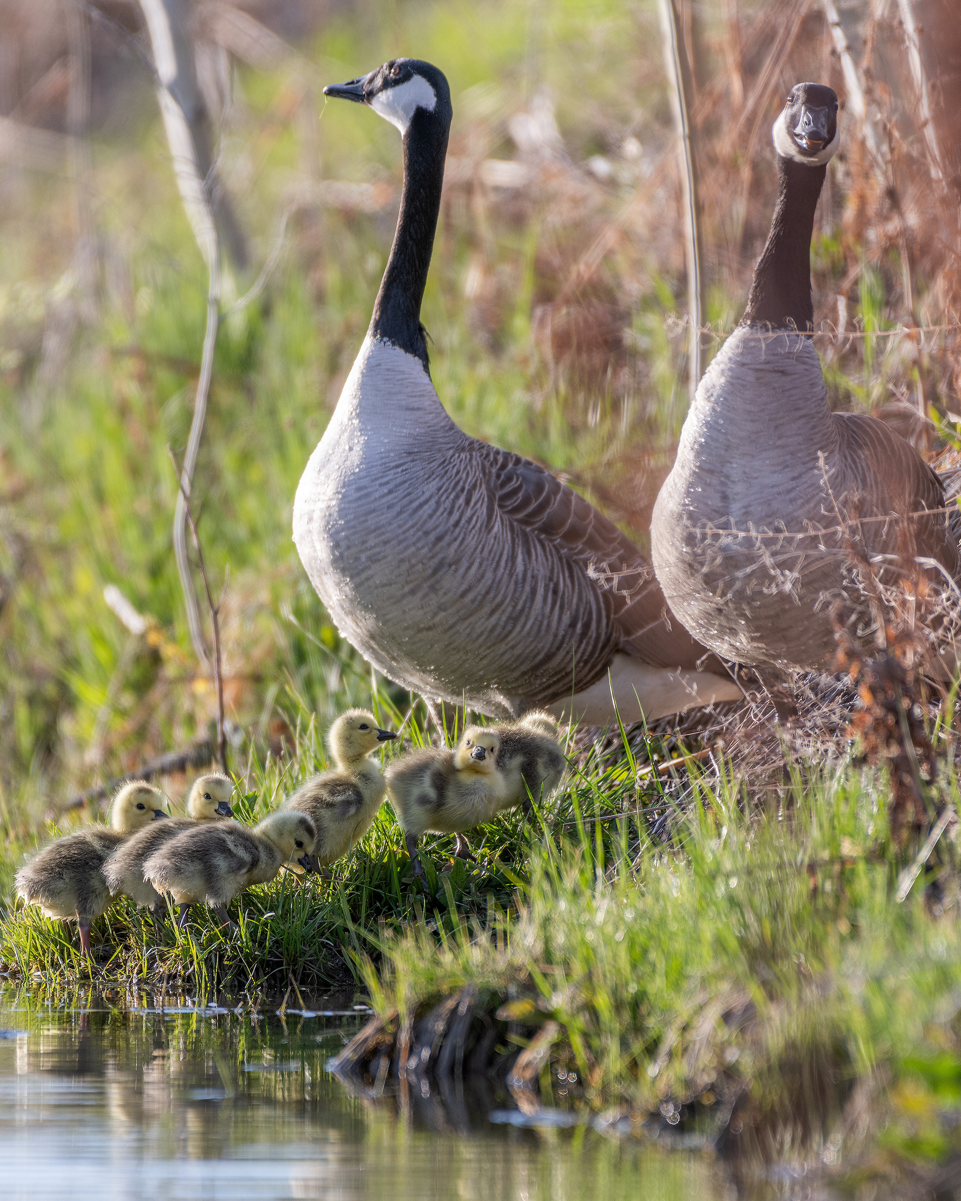 Canada Goose pair with gosling at Bridlewood Wetlands Park, Calgary, Alberta