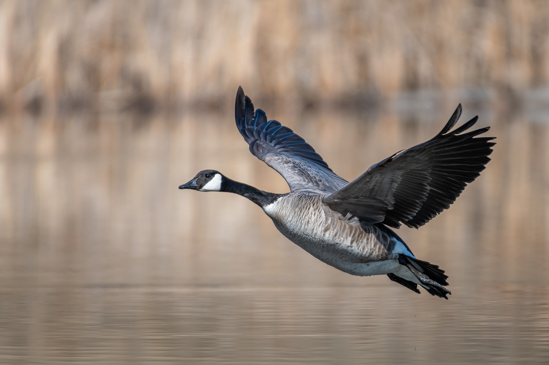 Canada Goose (in flight), Marshall Springs, Fish Creek Provincial Park, Calgary, AB