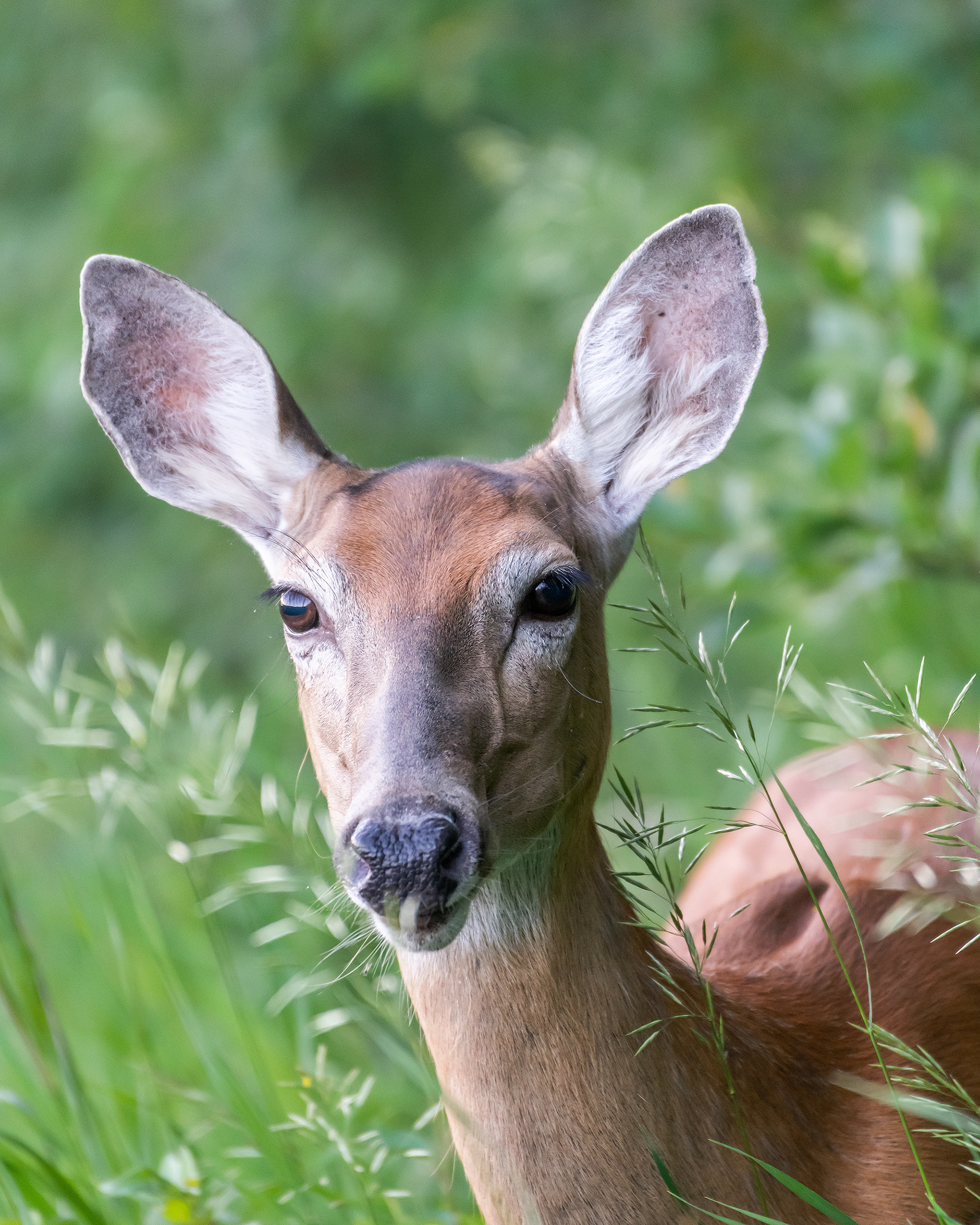 White-tailed Deer, Marshall Springs - Fish Creek Prov. Park, Calgary, AB