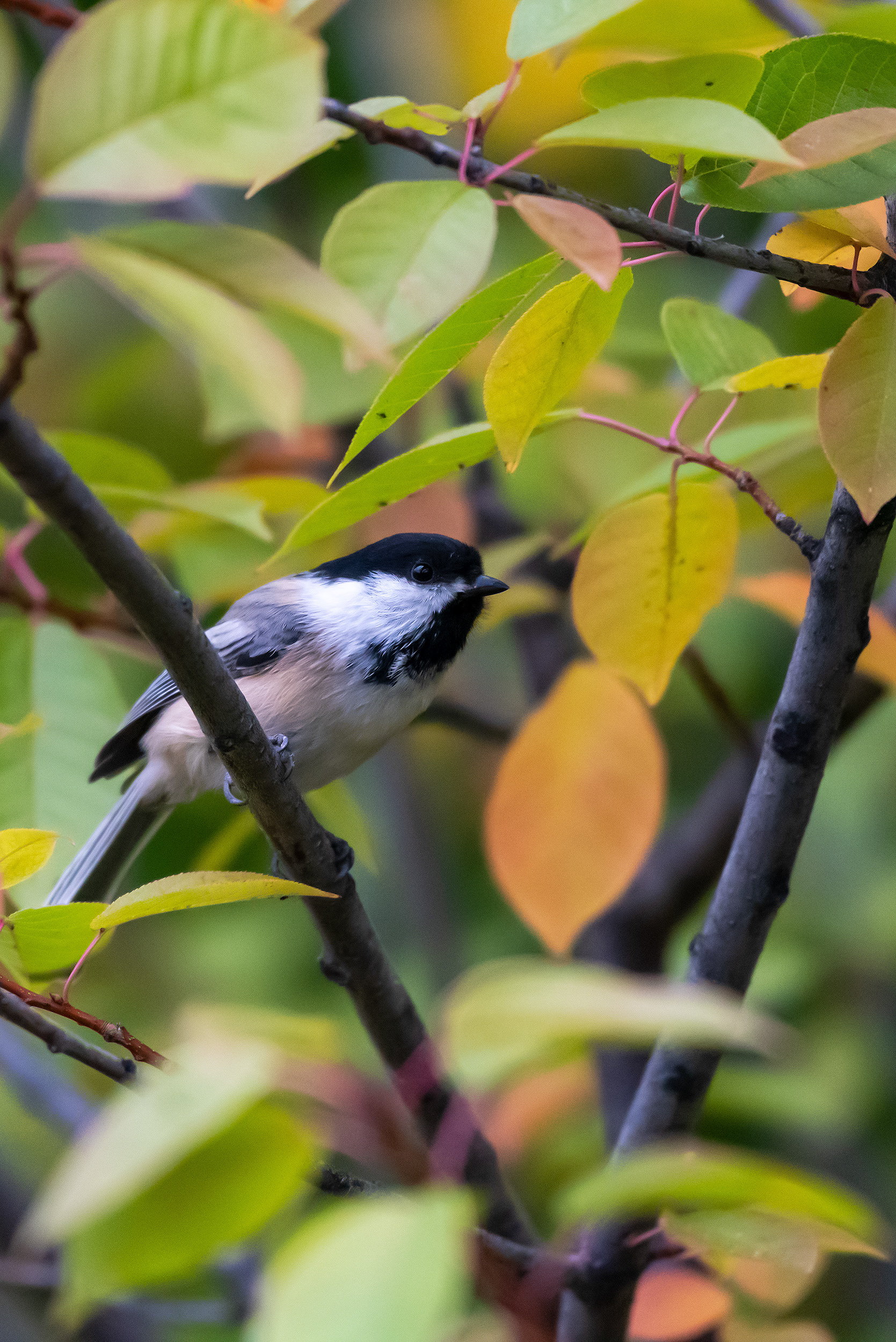 Black-capped Chickadee in a back yard tree