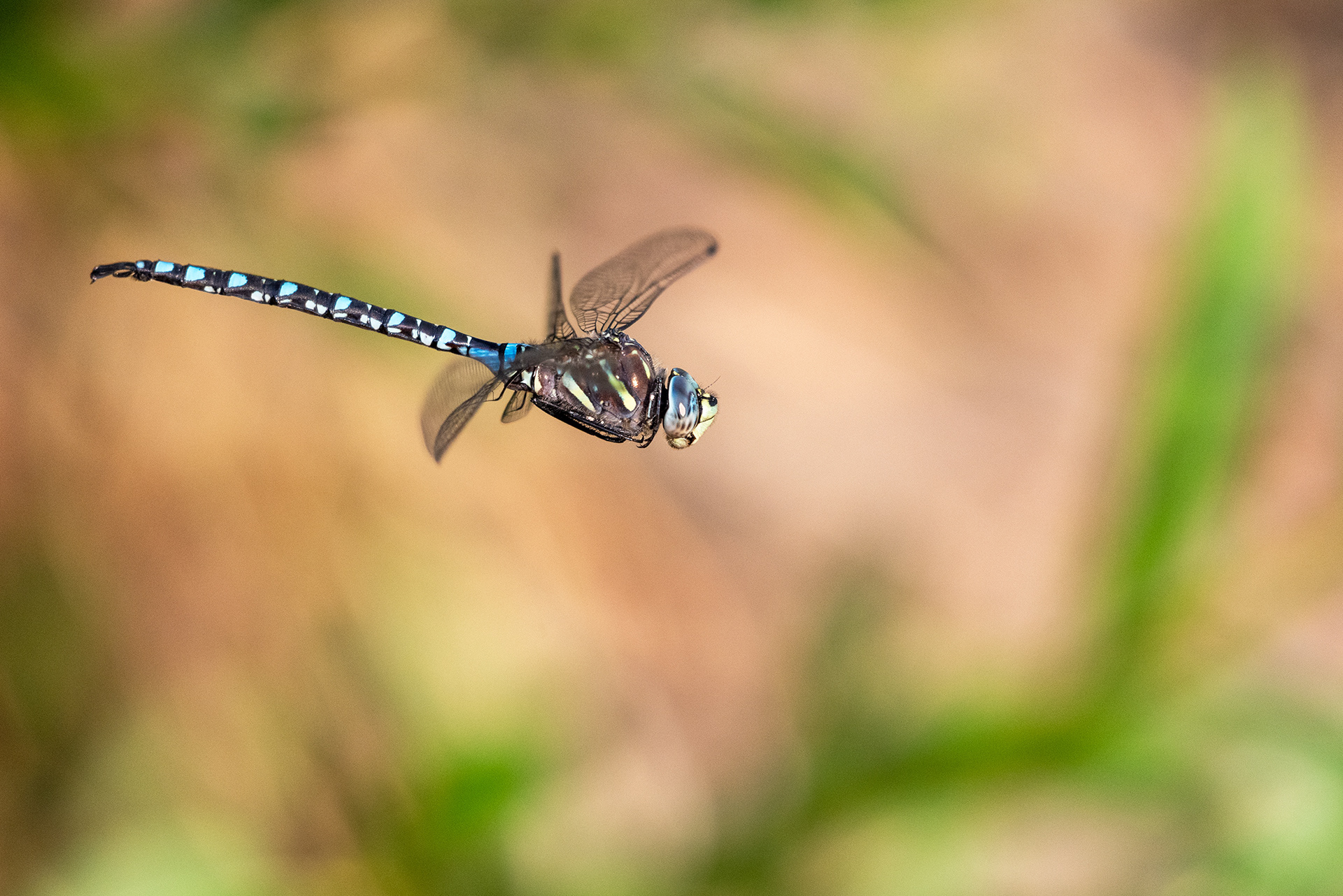 Dragonfly in flight
