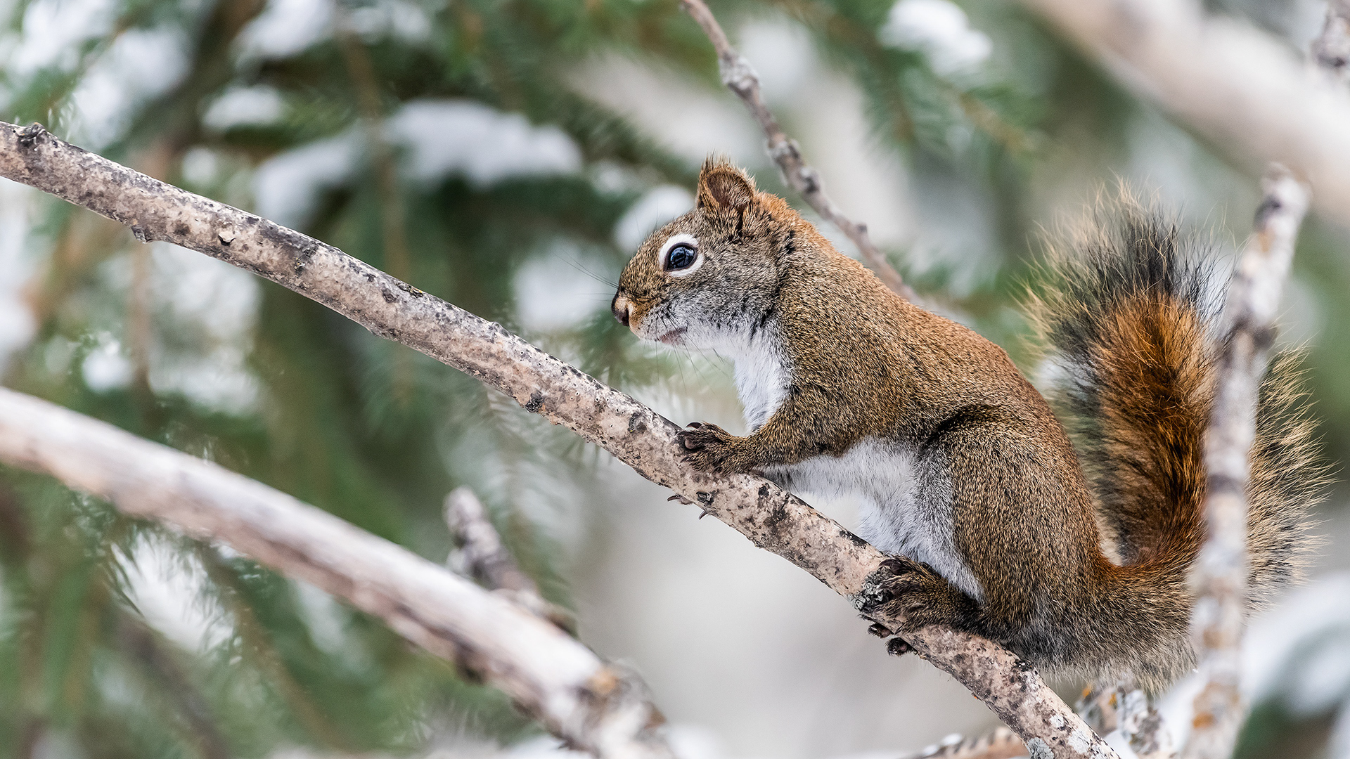 Red Squirrel near Marshall Springs in Fish Creek Provincial Park